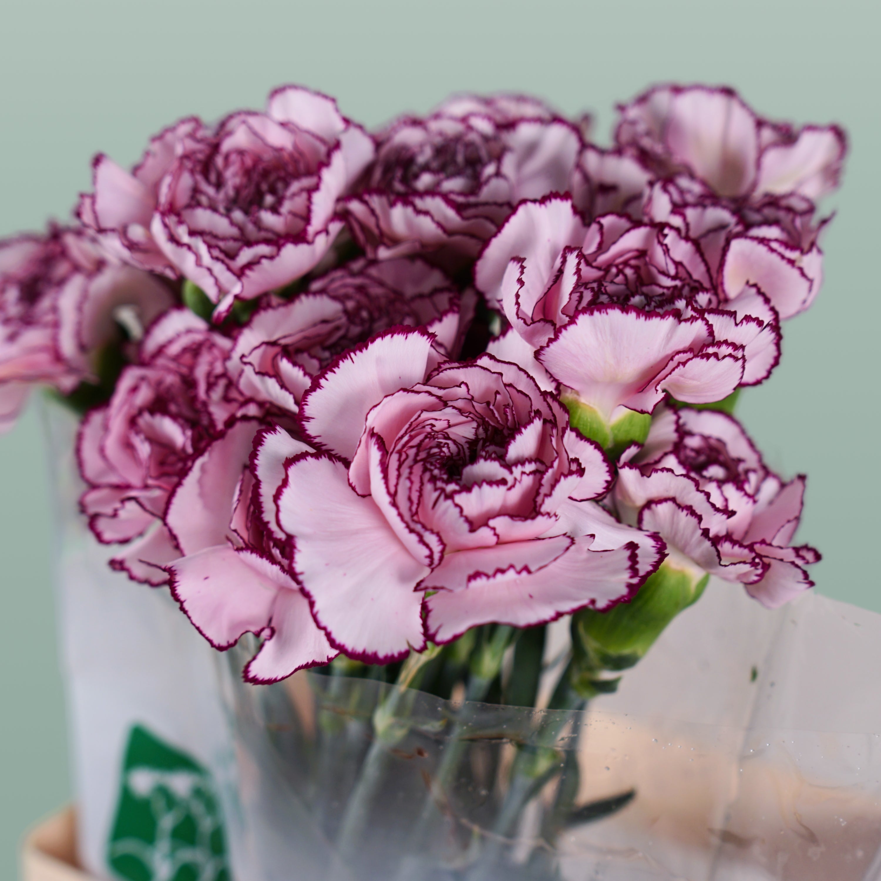 Carnation - Dianthus - Royal Damascus