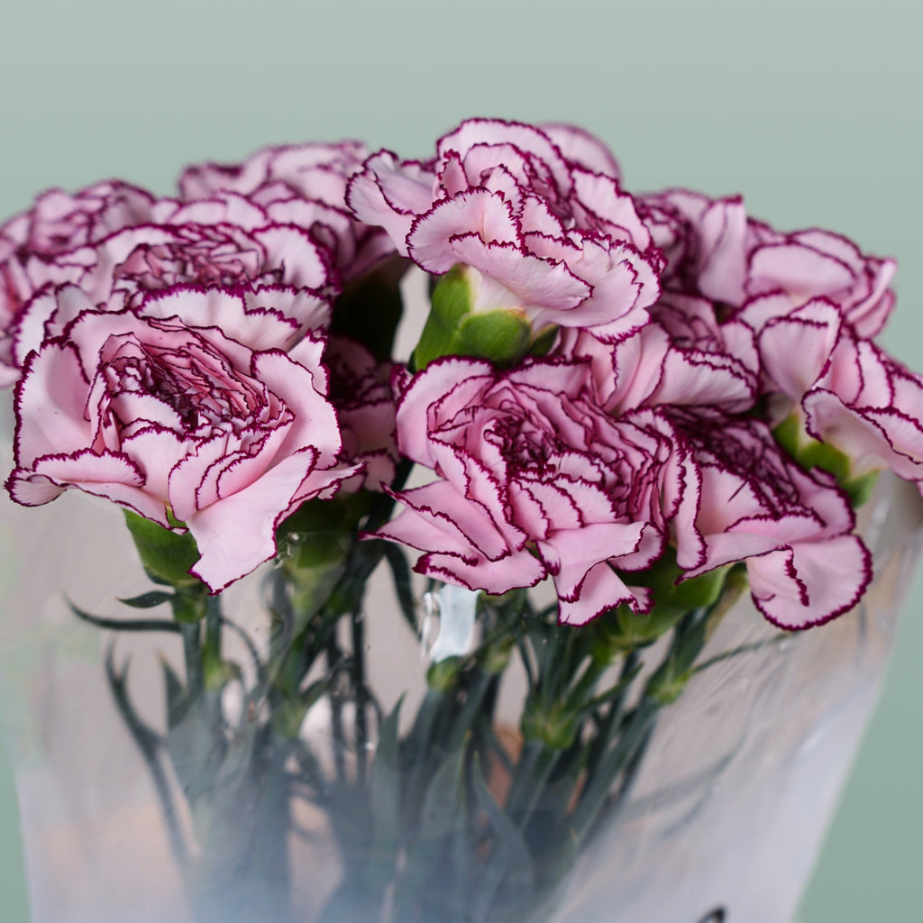 Carnation - Dianthus - Royal Damascus