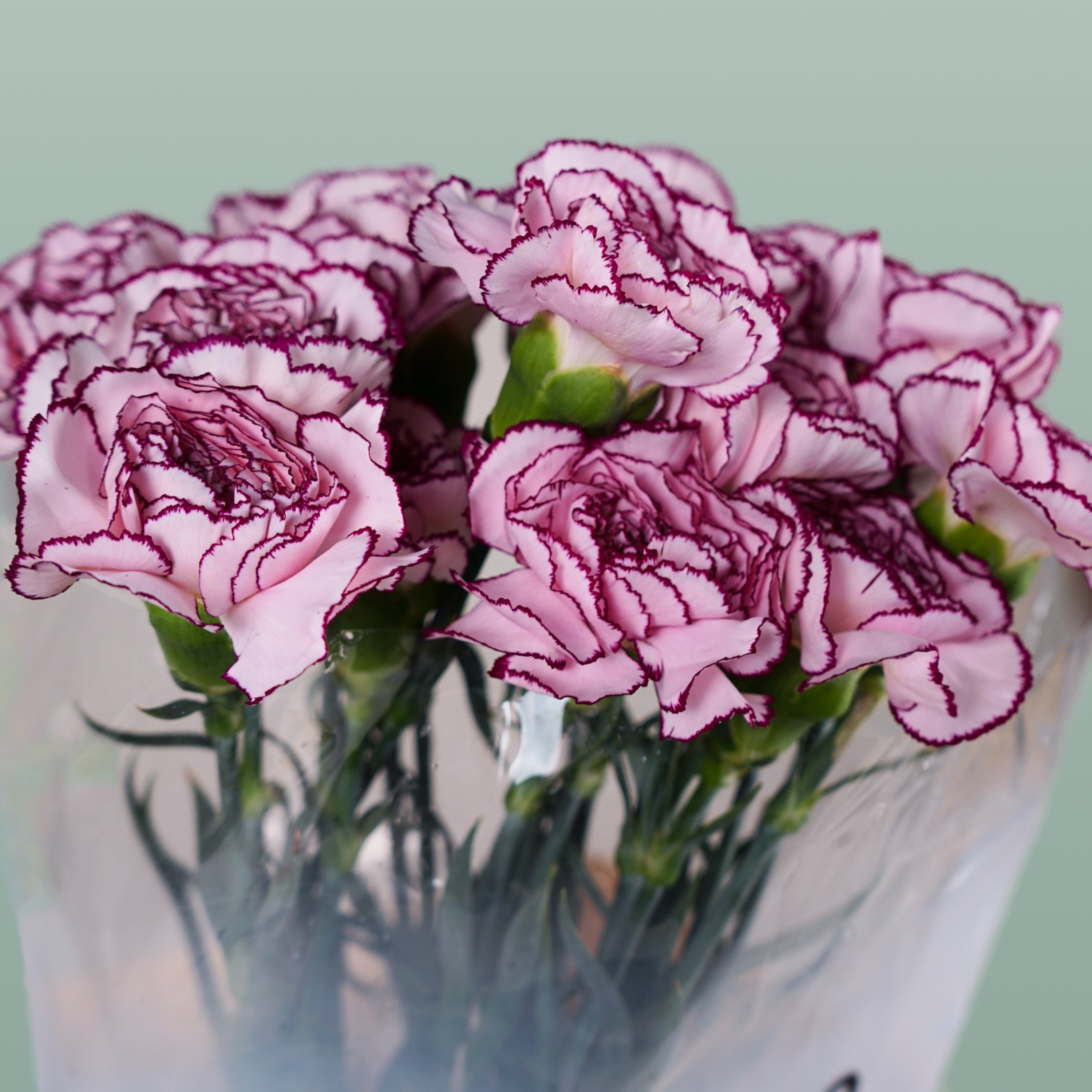 Carnation - Dianthus - Royal Damascus