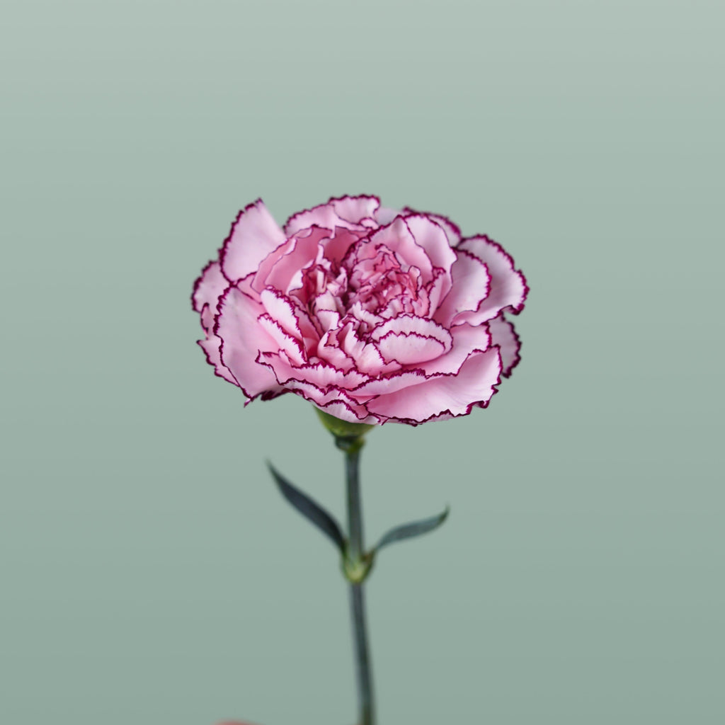 Carnation - Dianthus - Royal Damascus
