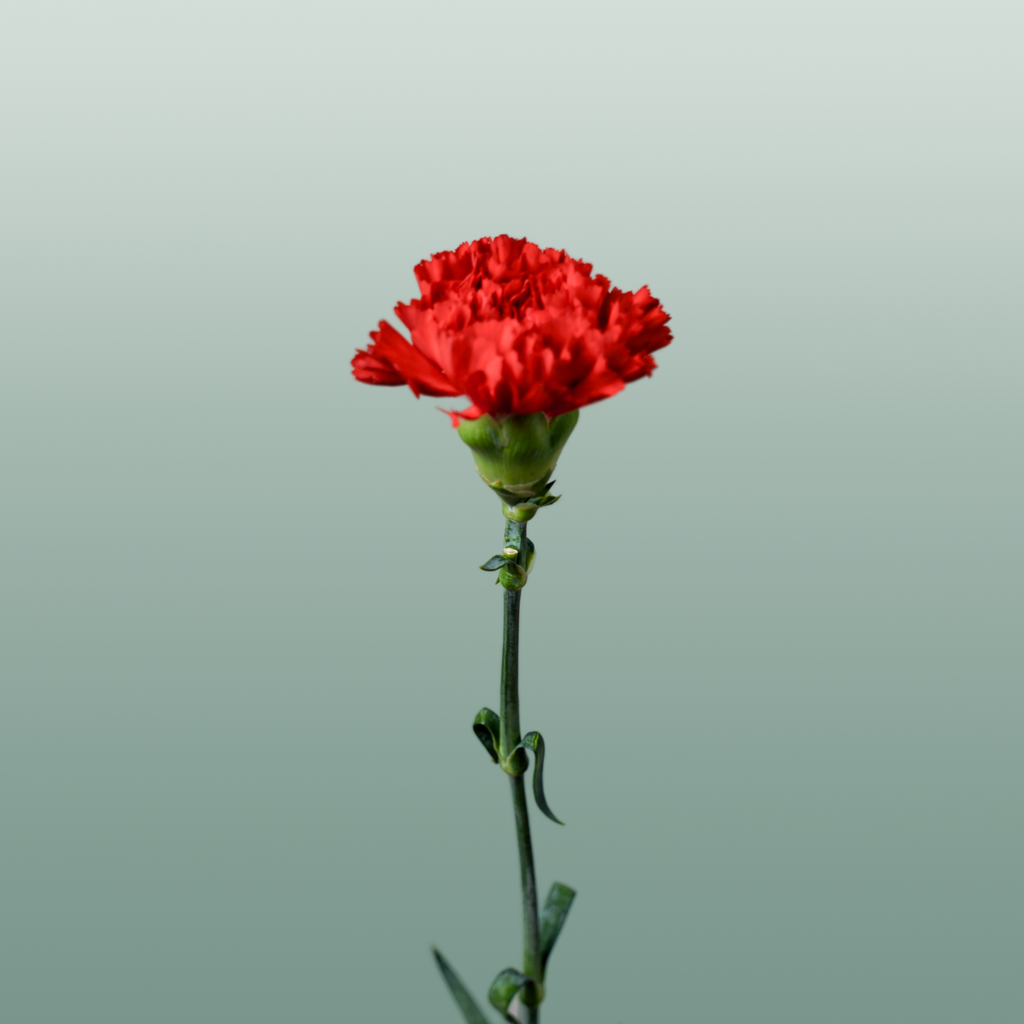 Carnation Standard Don Pedro