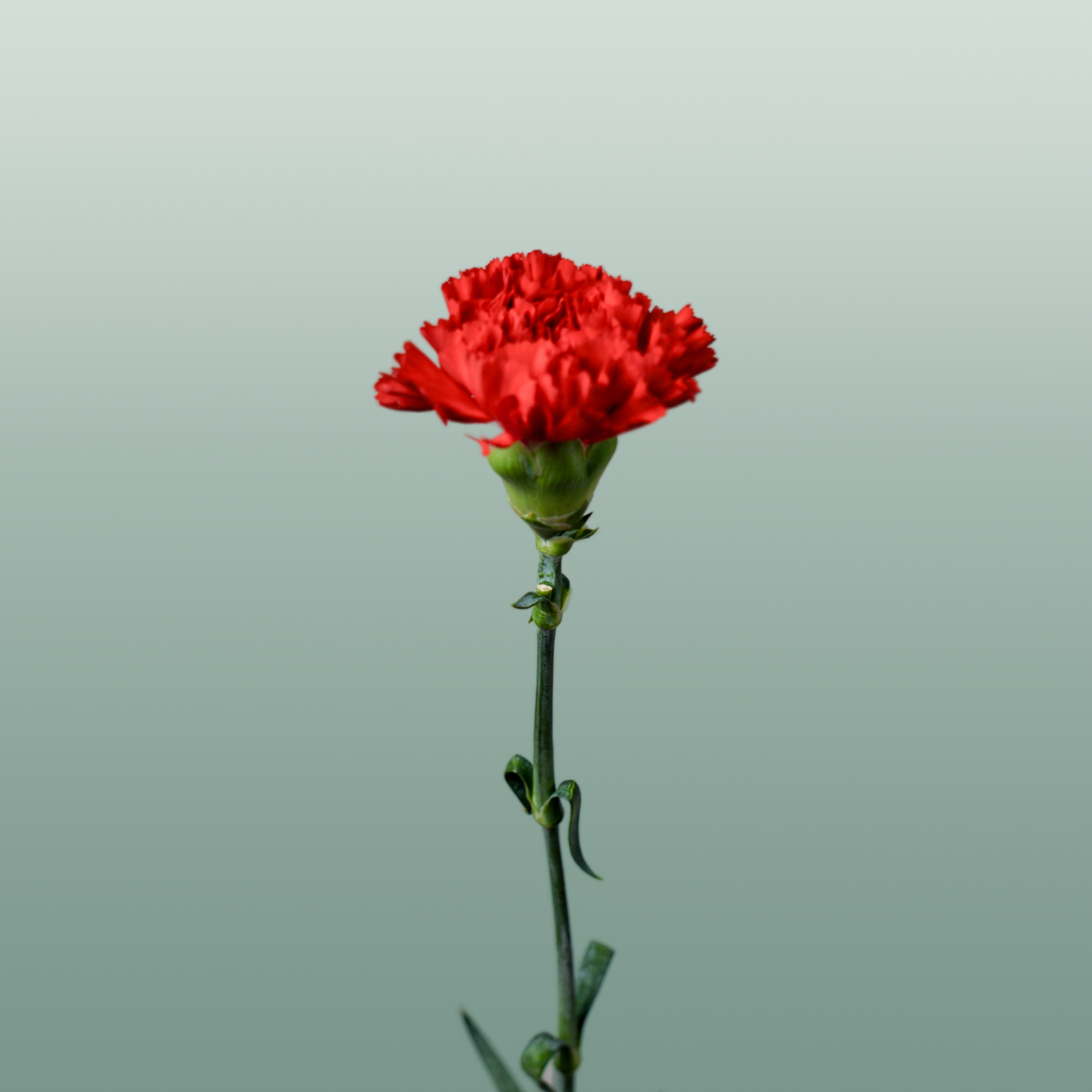 Carnation Standard Don Pedro