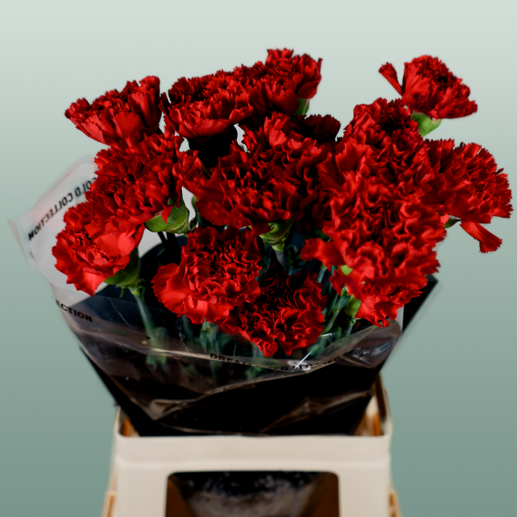 Carnation Standard Don Pedro