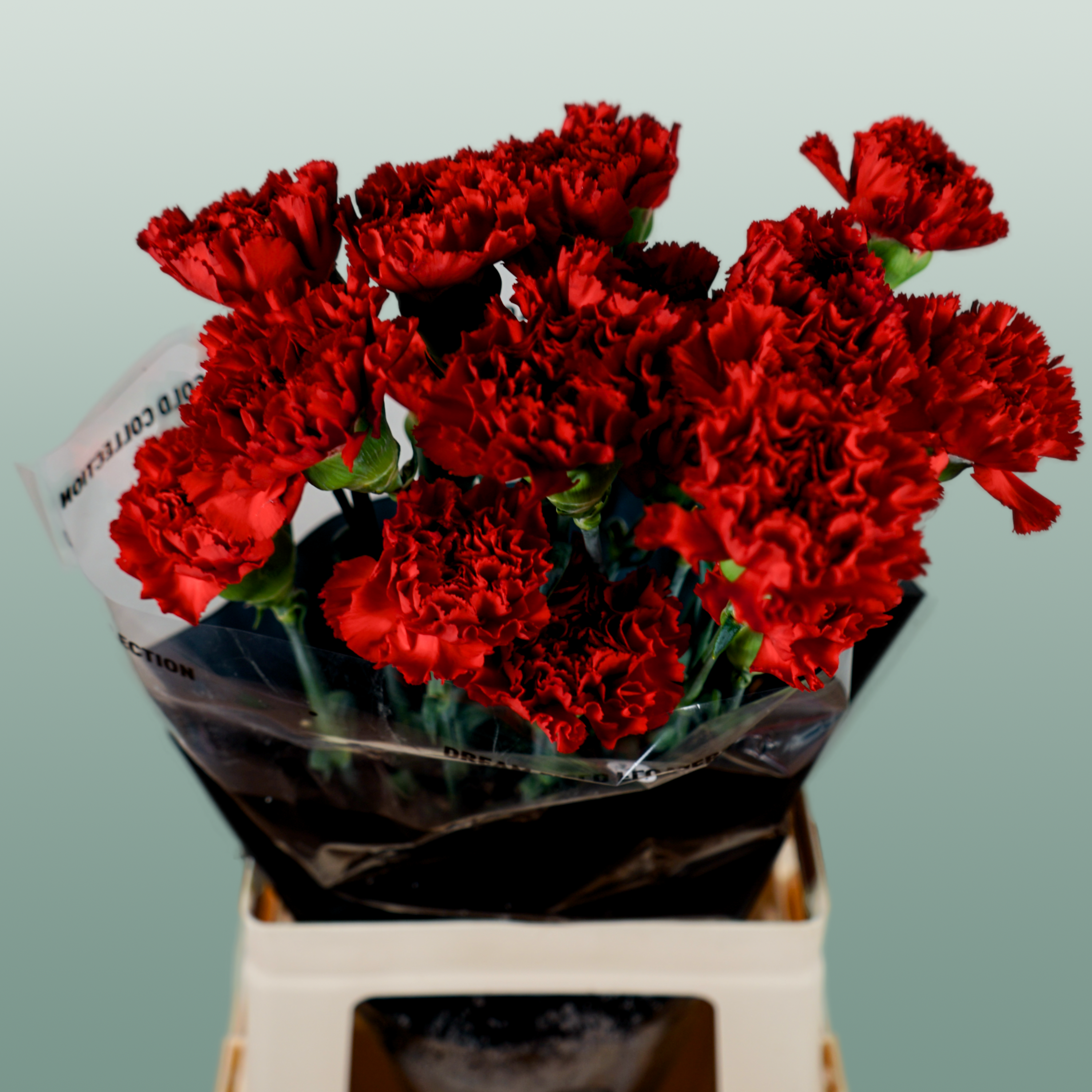 Carnation Standard Don Pedro