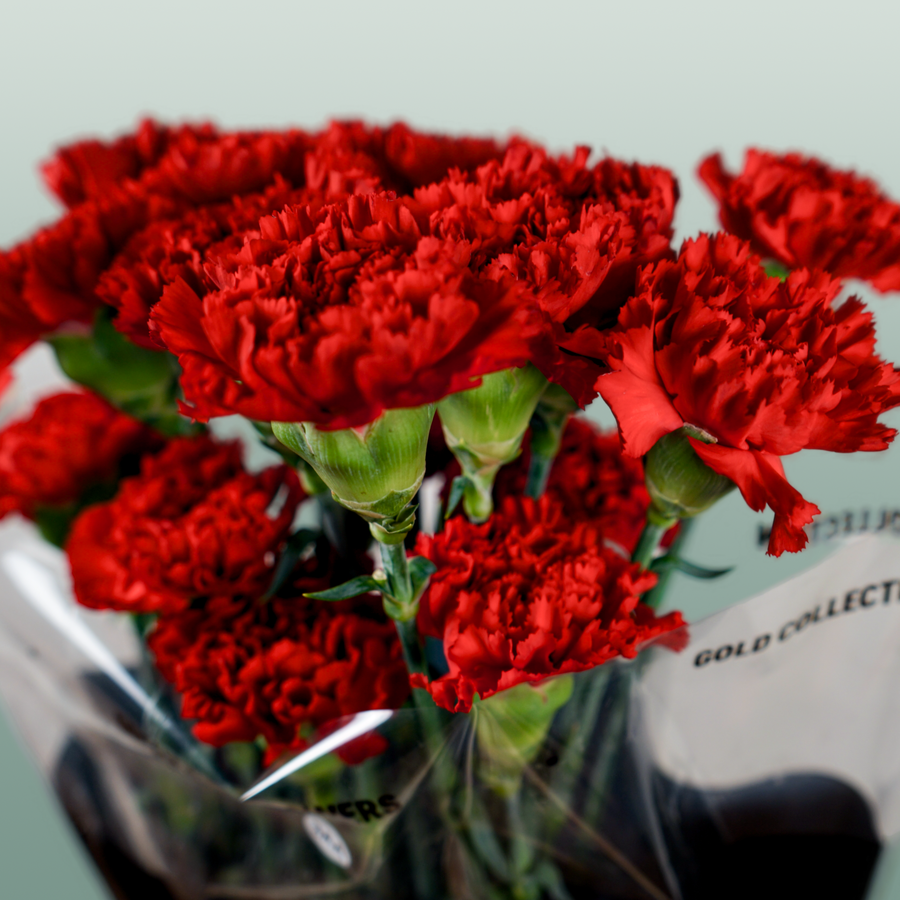 Carnation Standard Don Pedro
