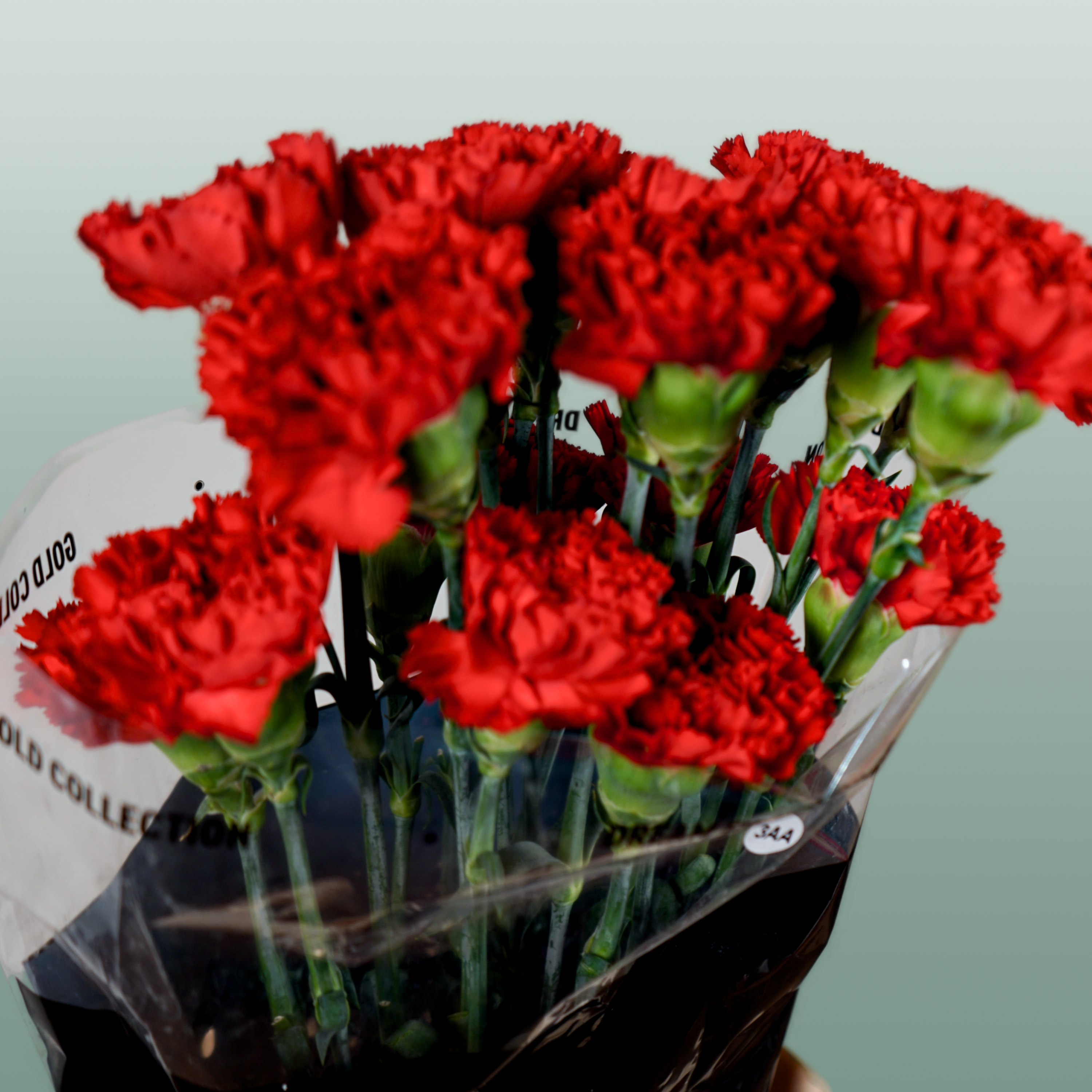 Carnation Standard Don Pedro