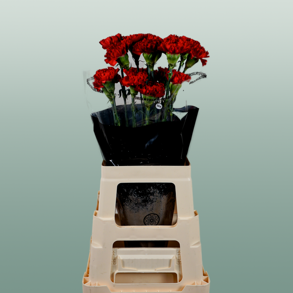Carnation Standard Don Pedro