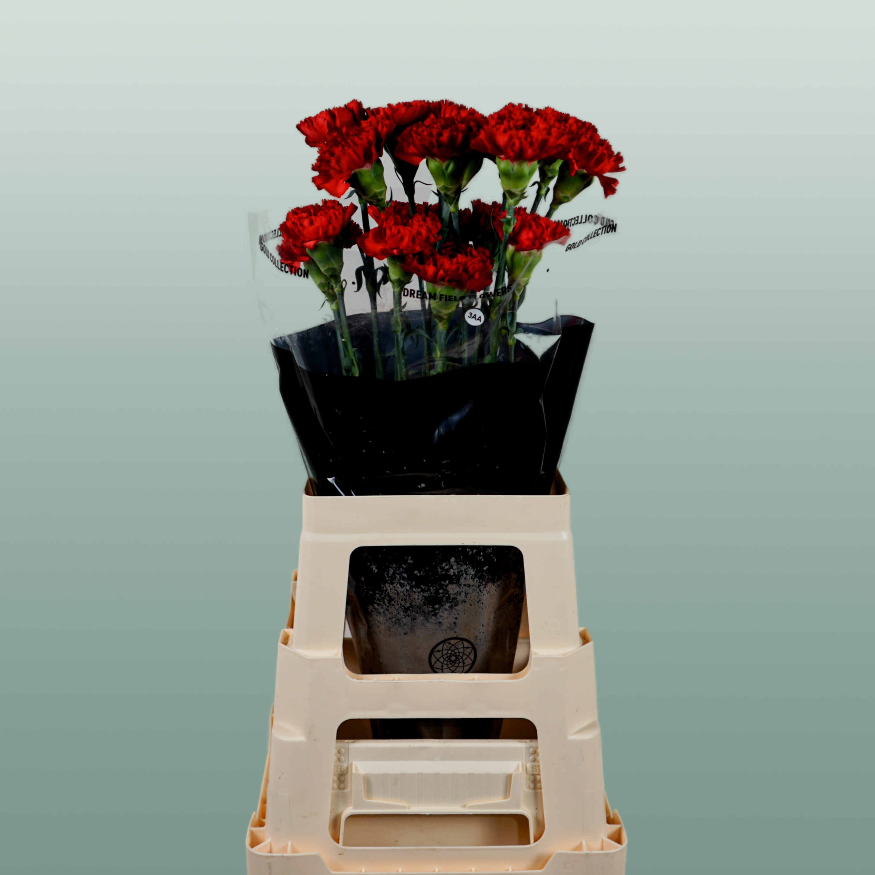 Carnation Standard Don Pedro