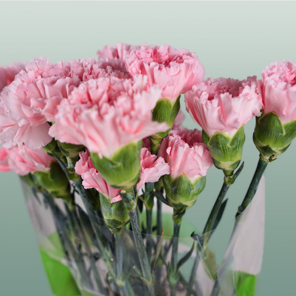 Carnation Standard Doncel