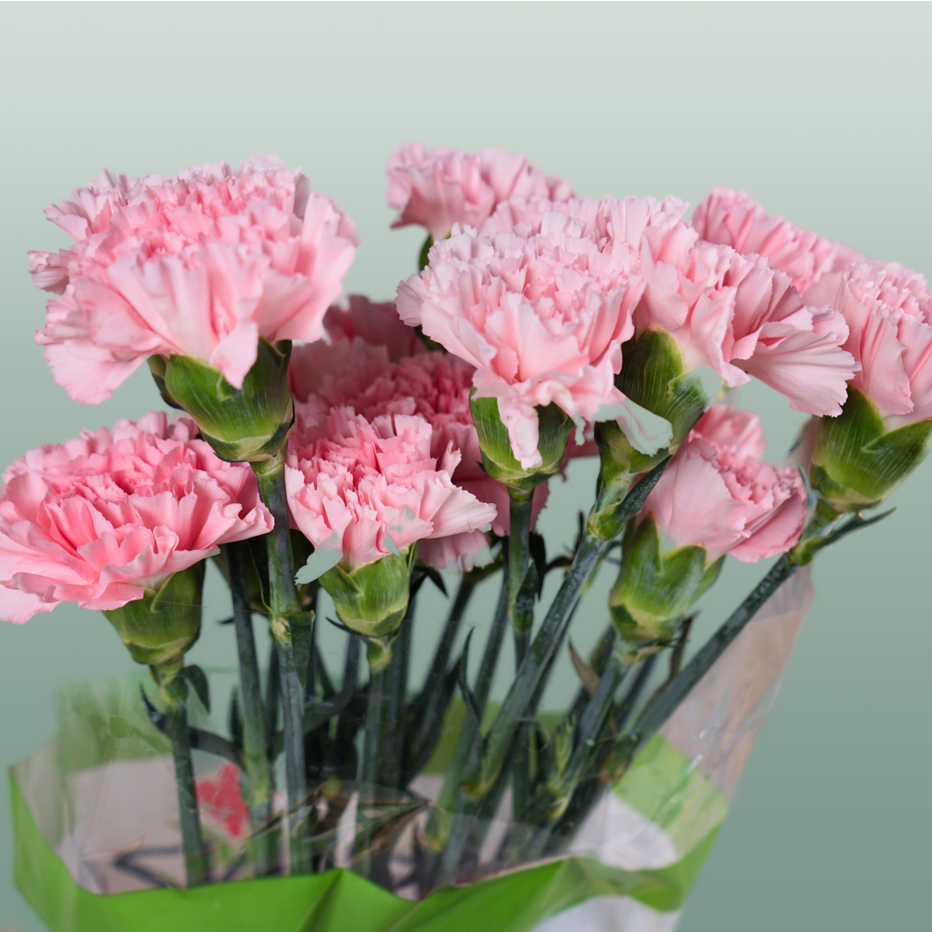 Carnation Standard Doncel