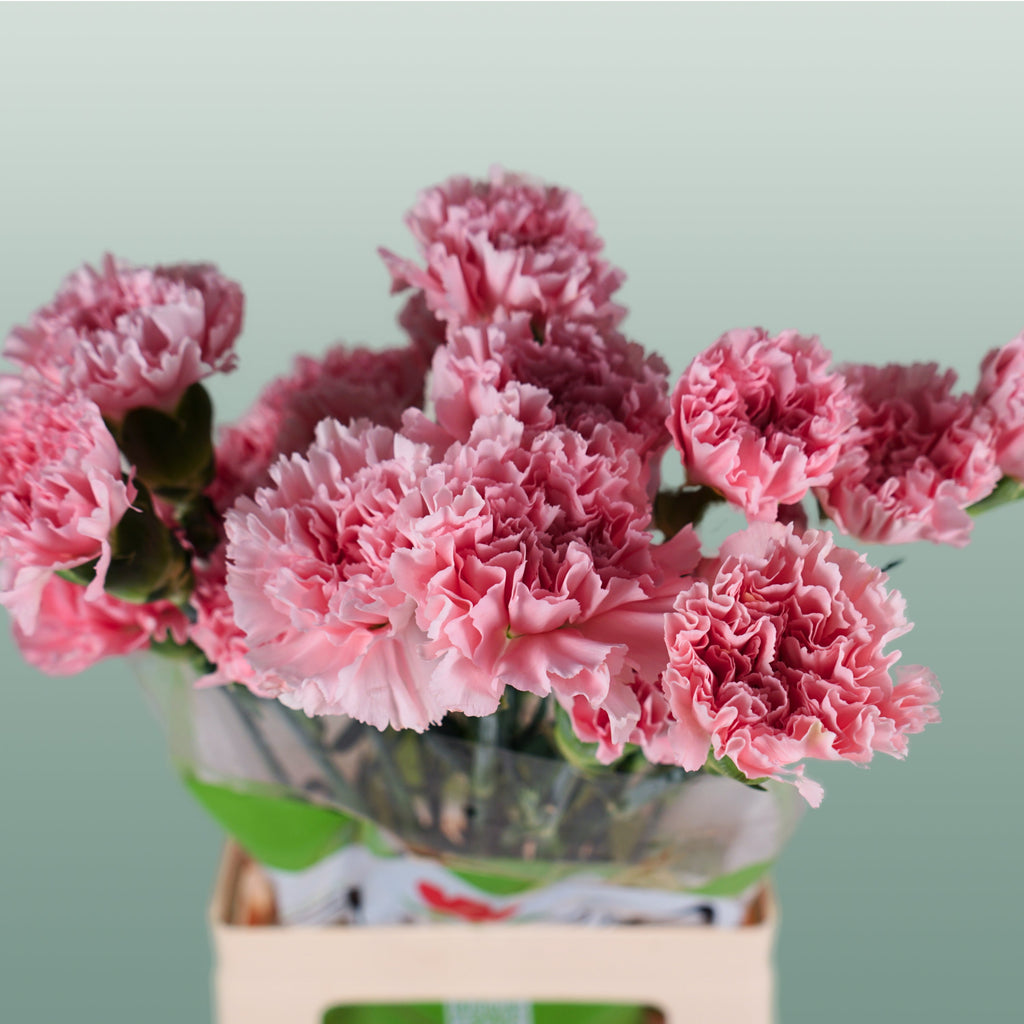 Carnation Standard Doncel