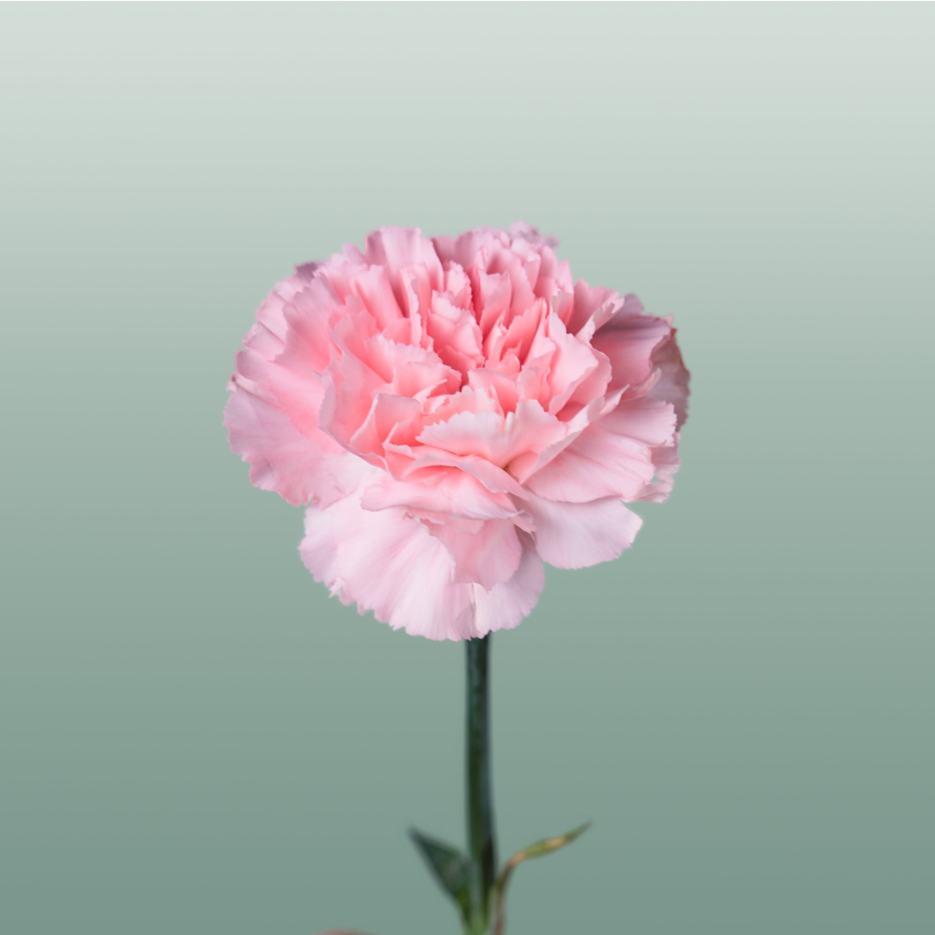 Carnation Standard Doncel