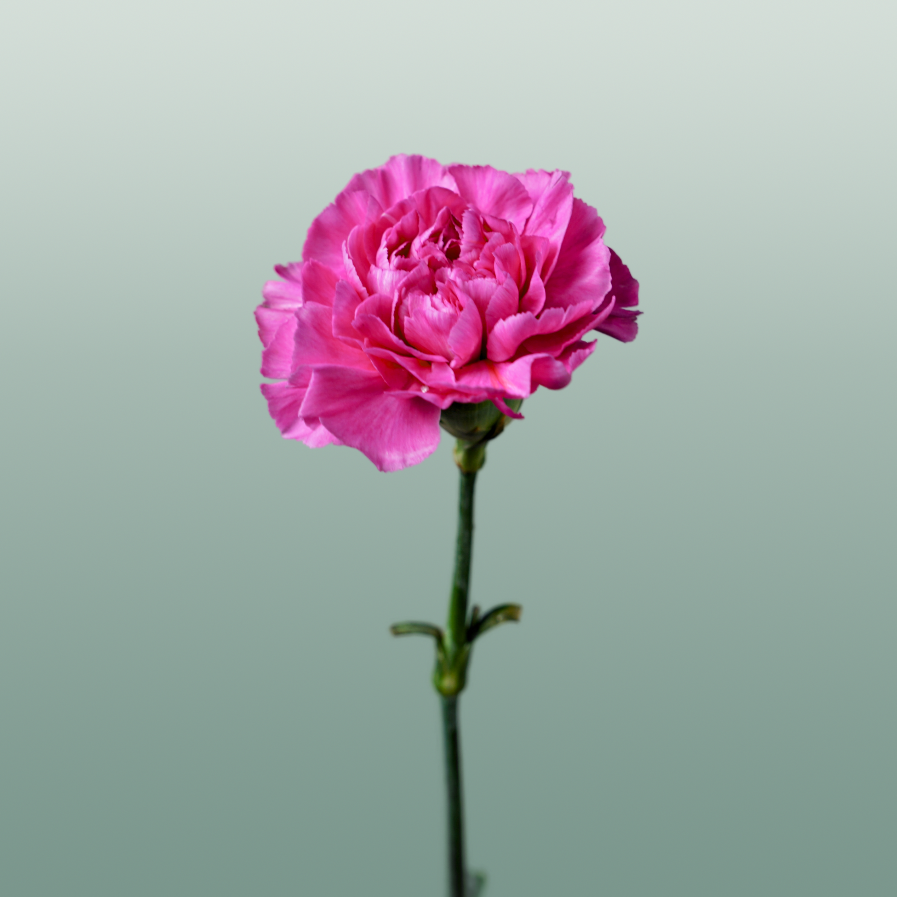 Carnation Standard Farida (20 Stems)