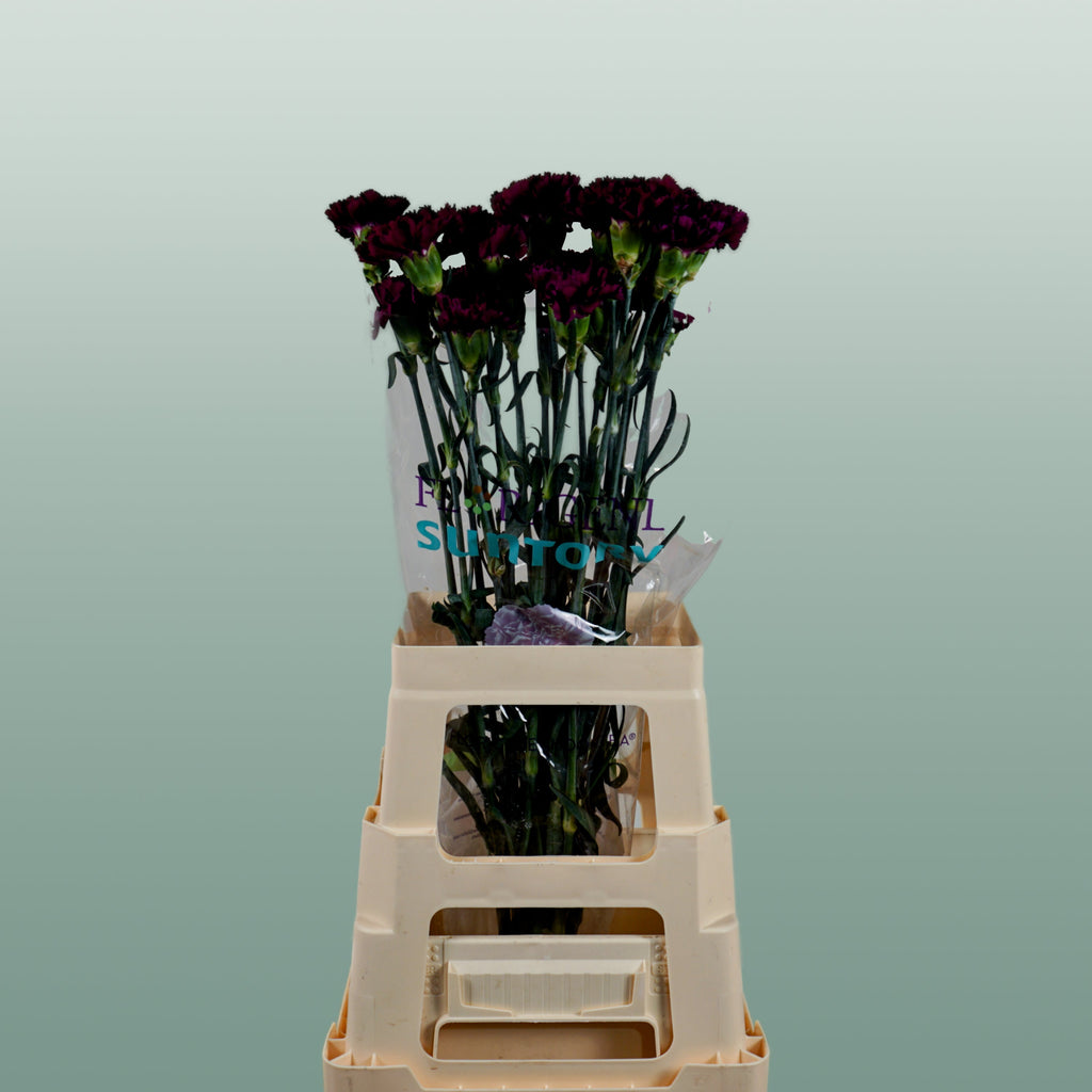 Carnation Standard Florigine Moontea