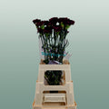 Carnation Standard Florigine Moontea