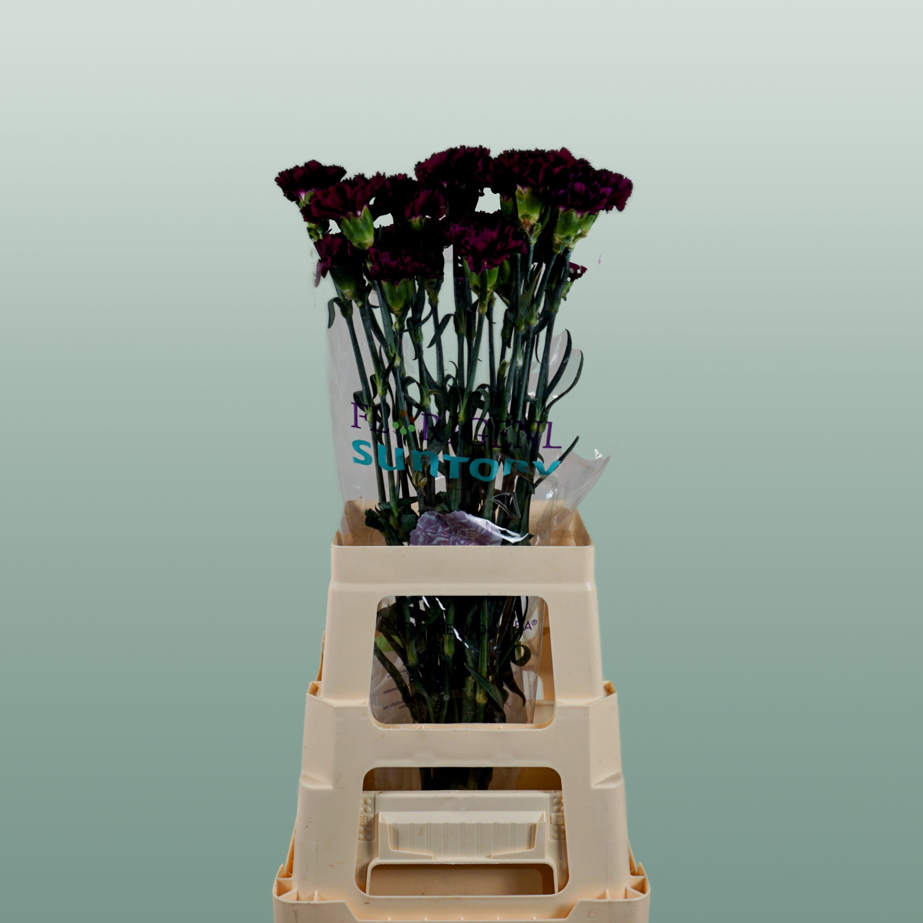 Carnation Standard Florigine Moontea
