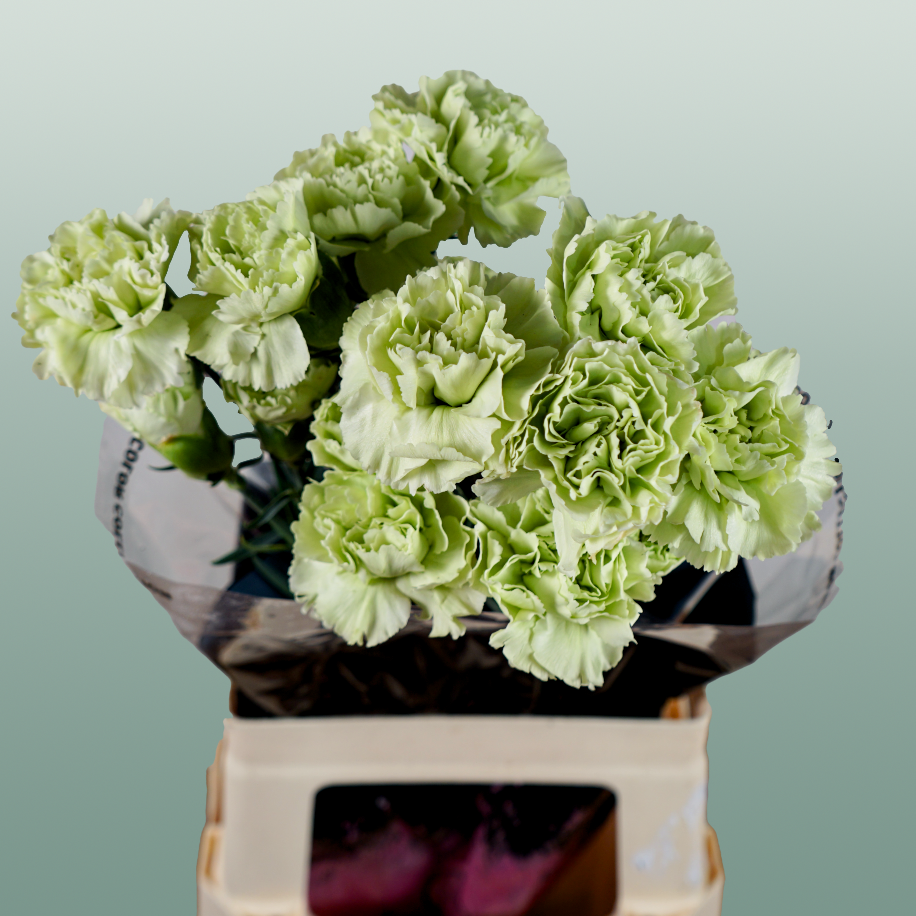 Carnation Standard Goblin