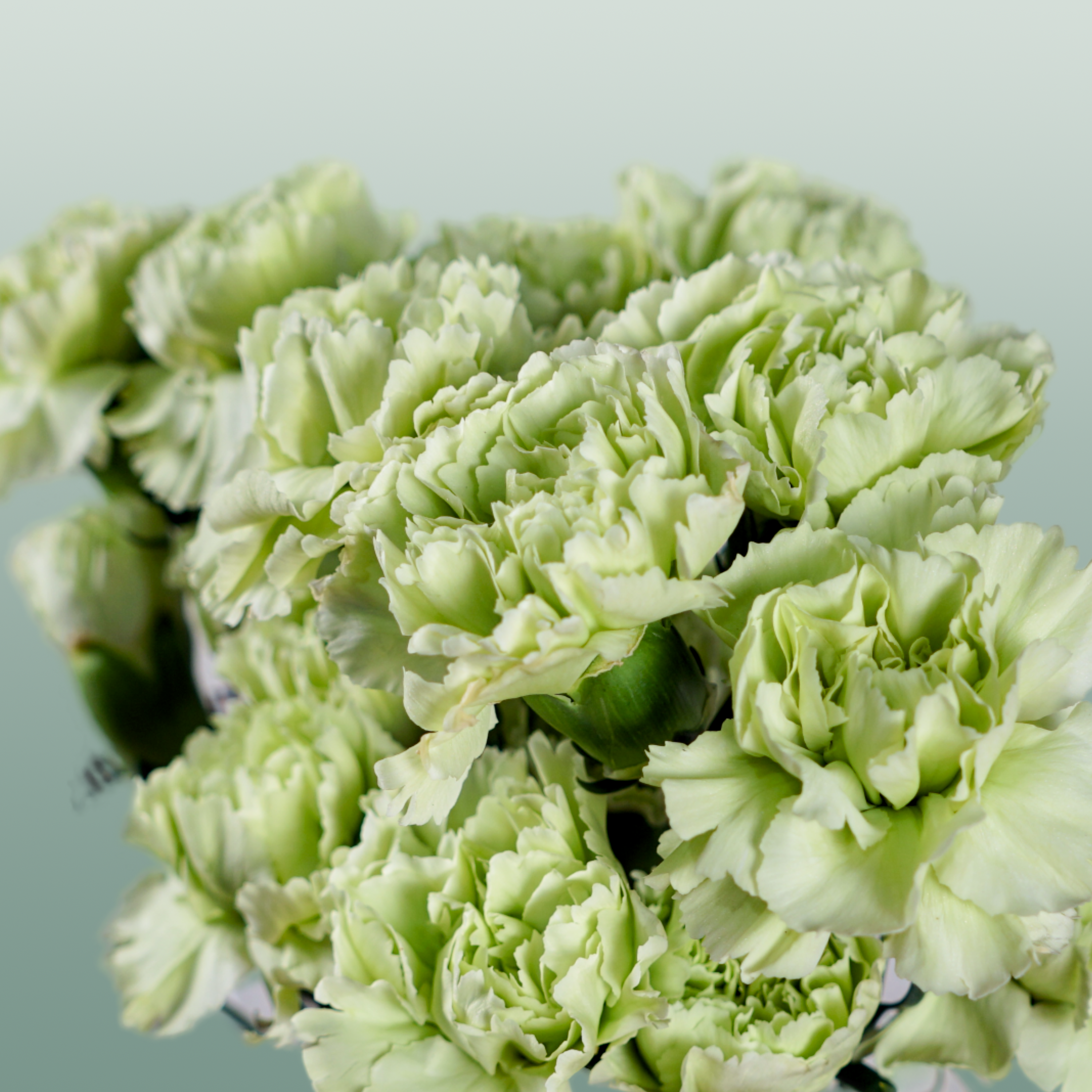 Carnation Standard Goblin