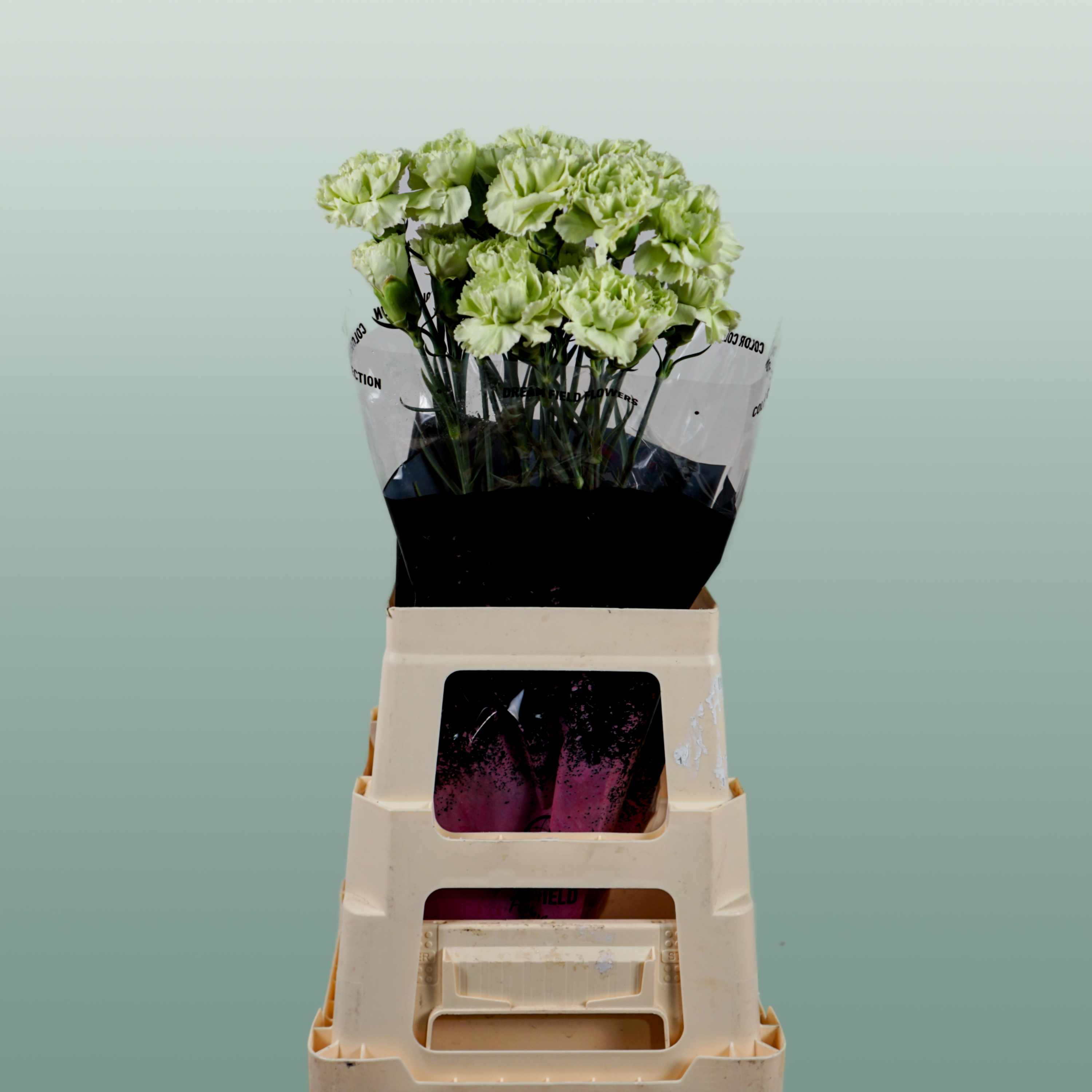 Carnation Standard Goblin