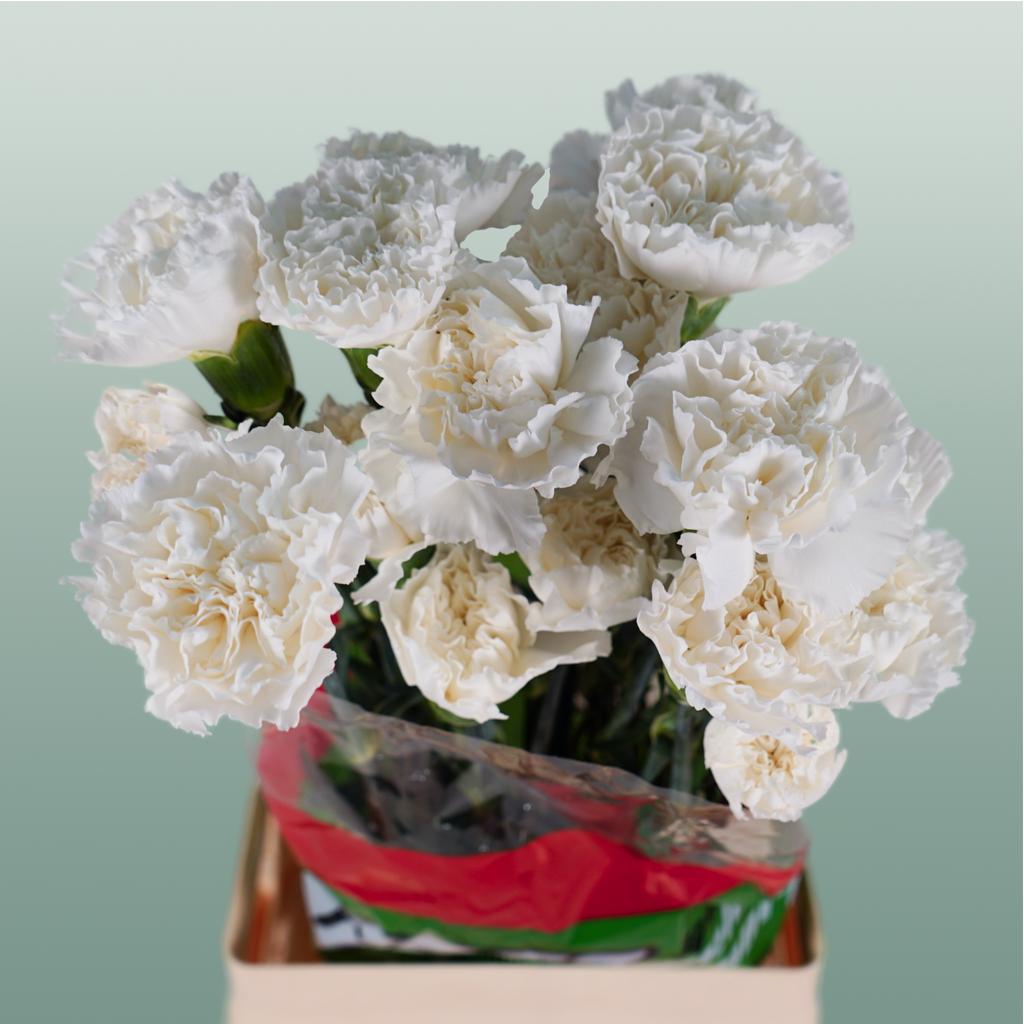 Carnation Standard Moonlight