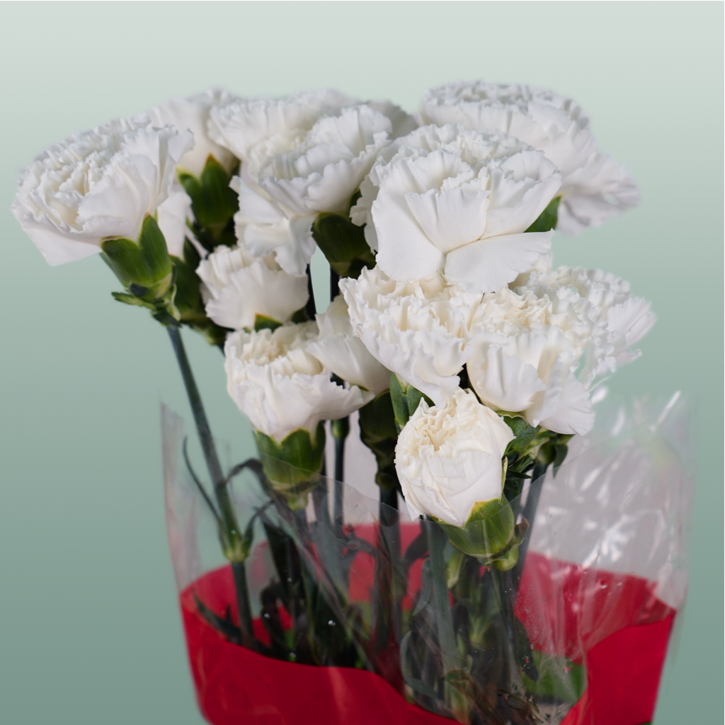 Carnation Standard Moonlight
