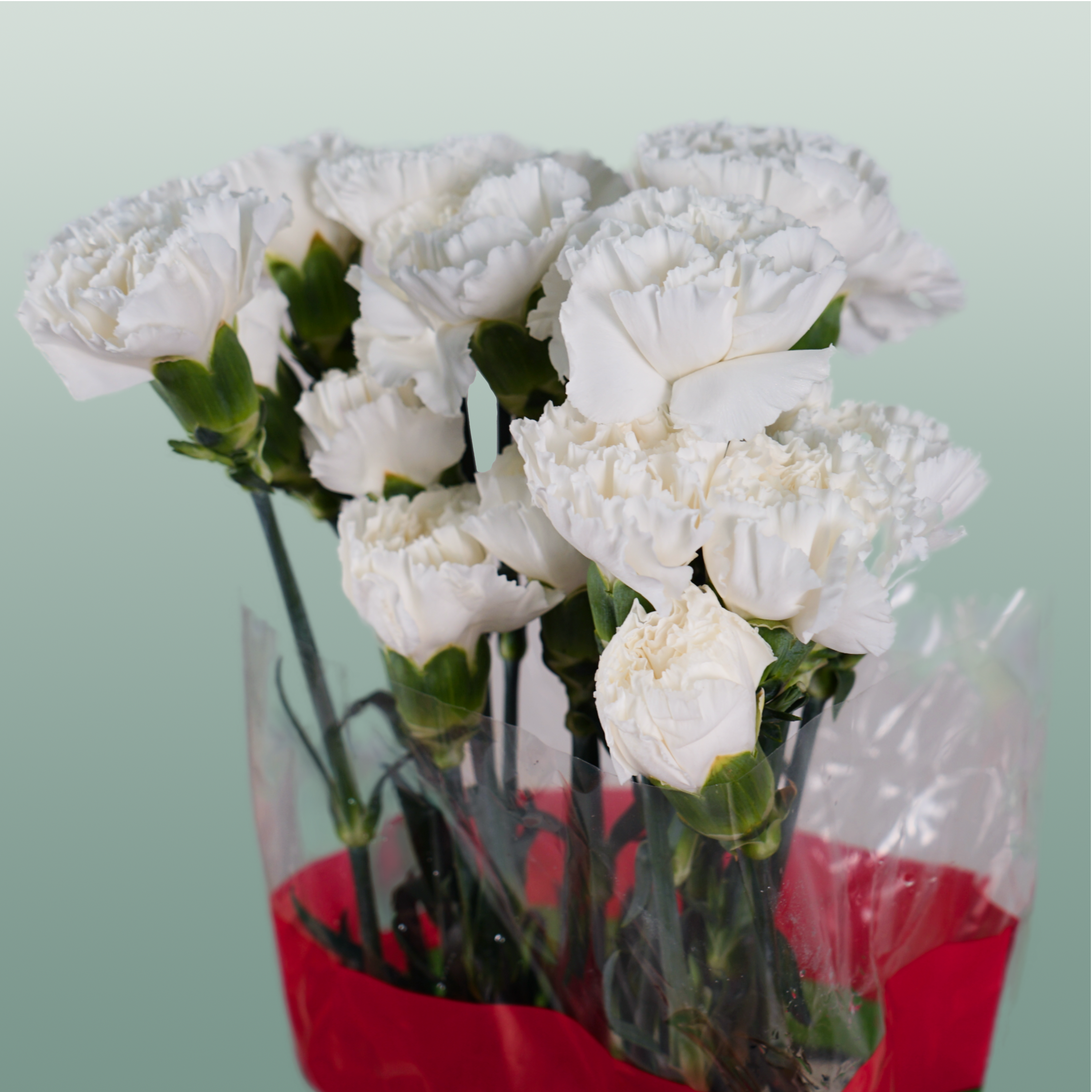 Carnation Standard Moonlight