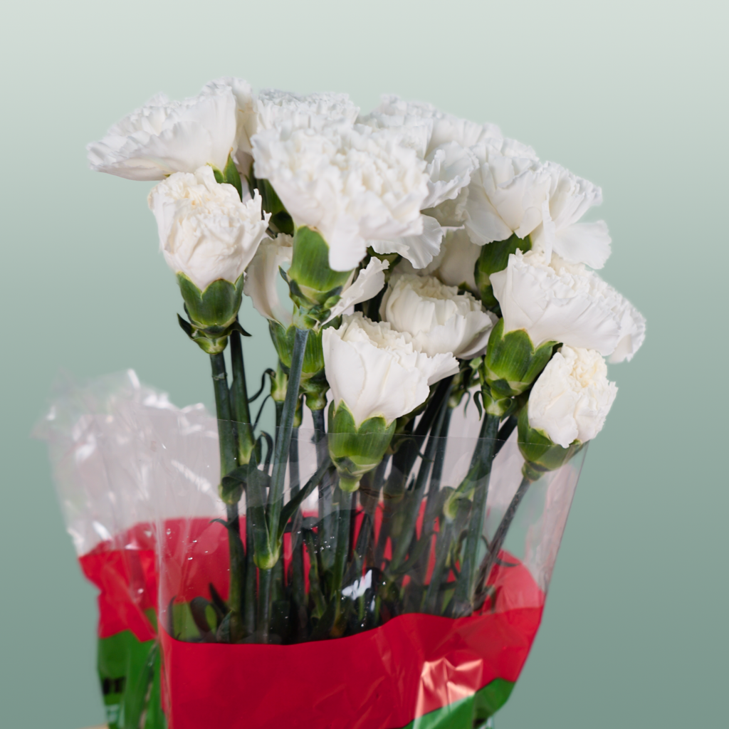 Carnation Standard Moonlight