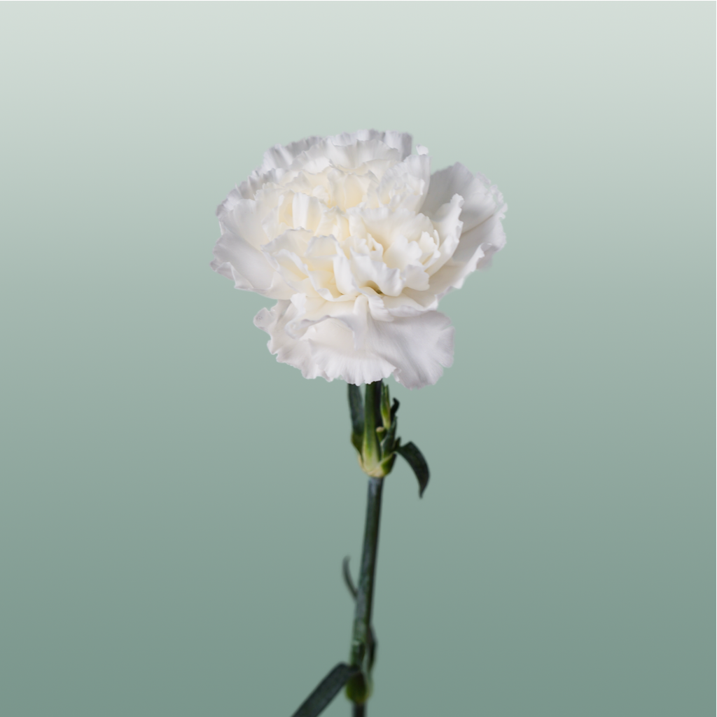 Carnation Standard Moonlight
