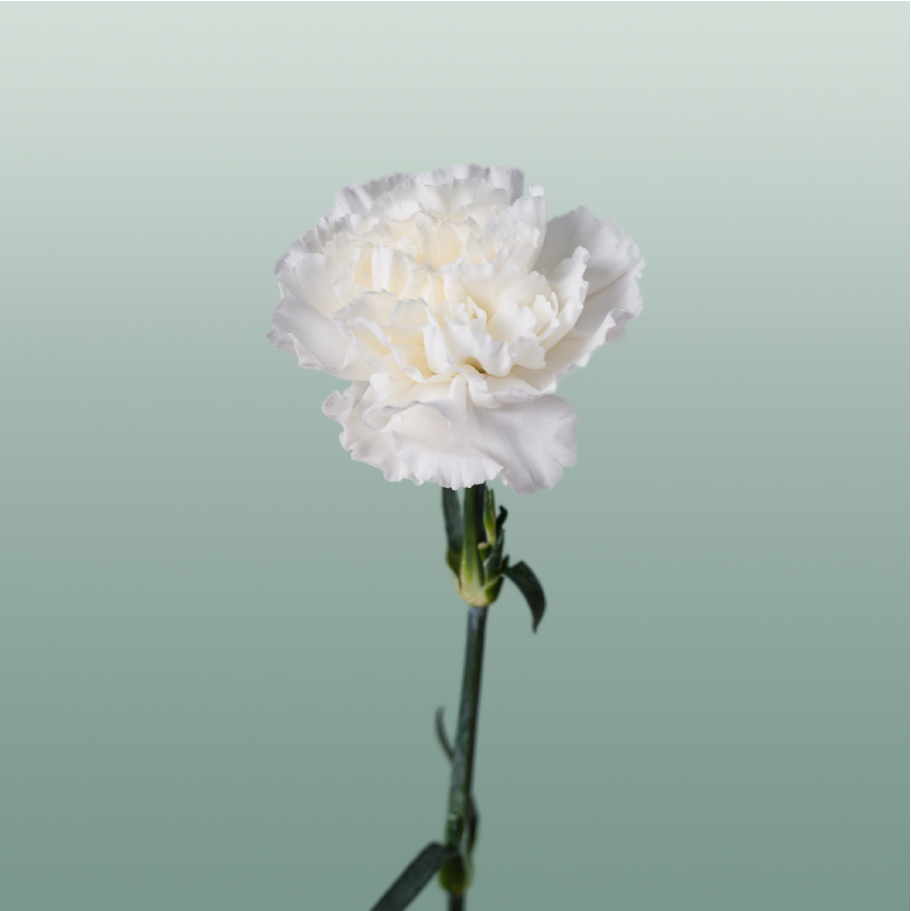 Carnation Standard Moonlight