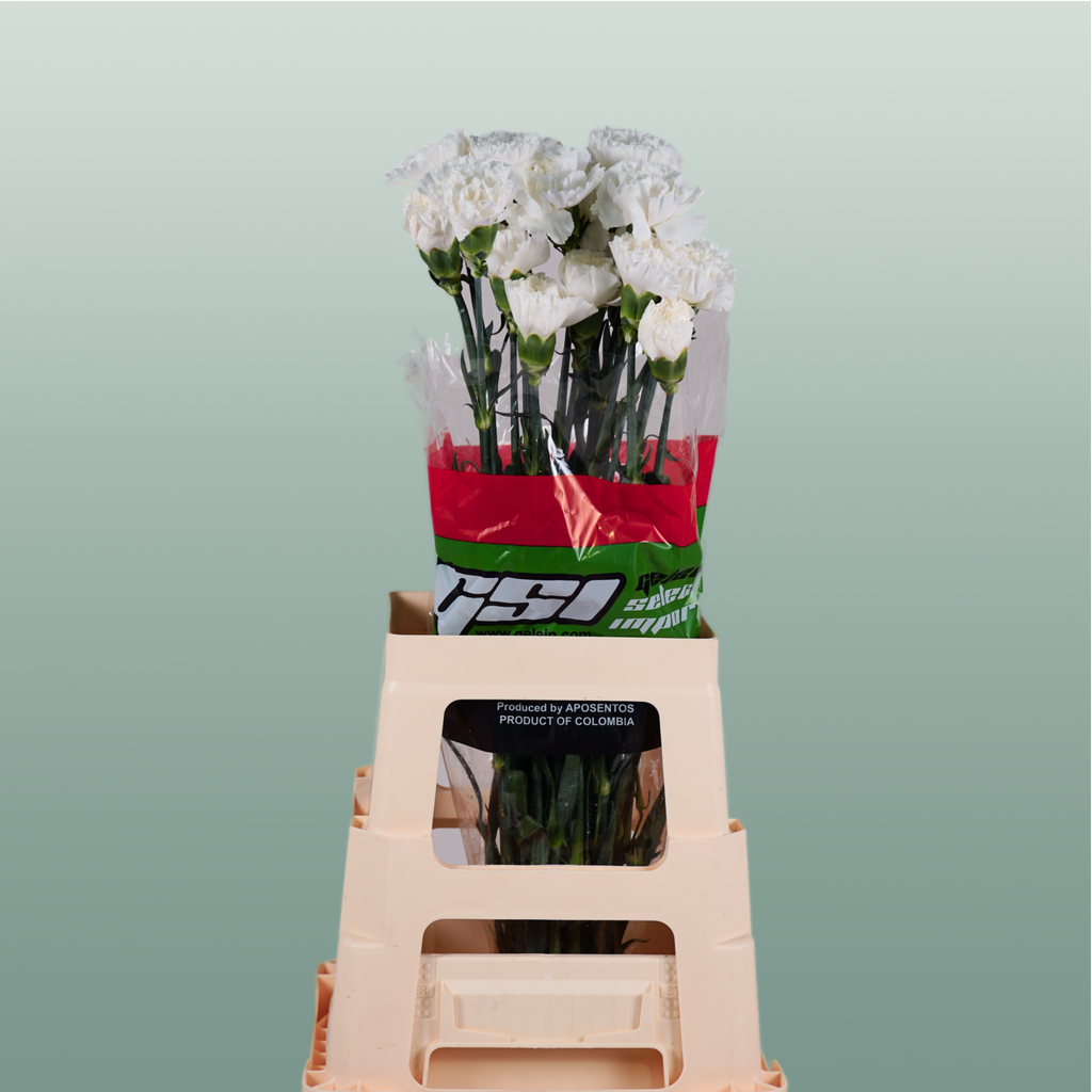 Carnation Standard Moonlight