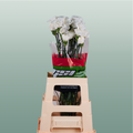 Carnation Standard Moonlight