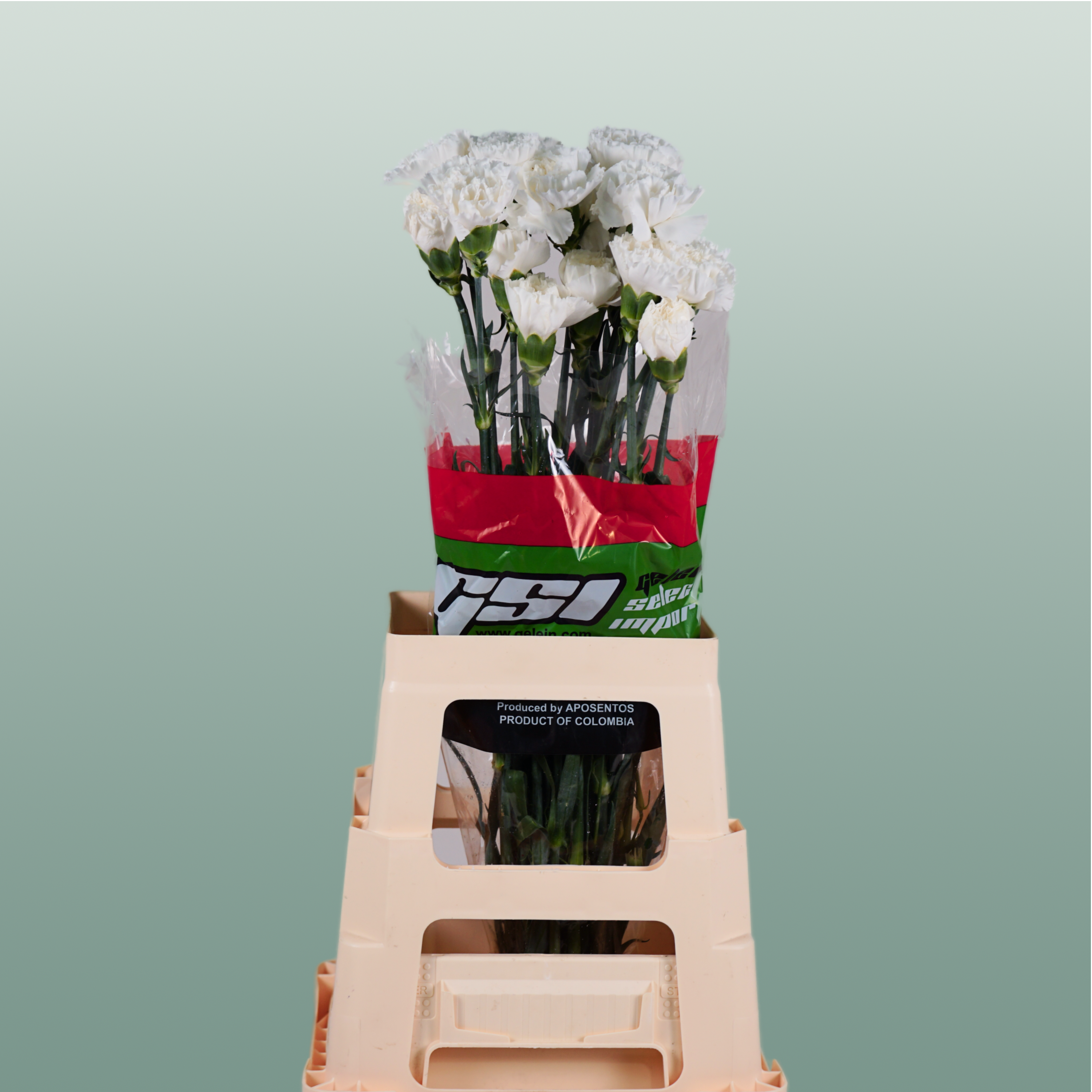 Carnation Standard Moonlight
