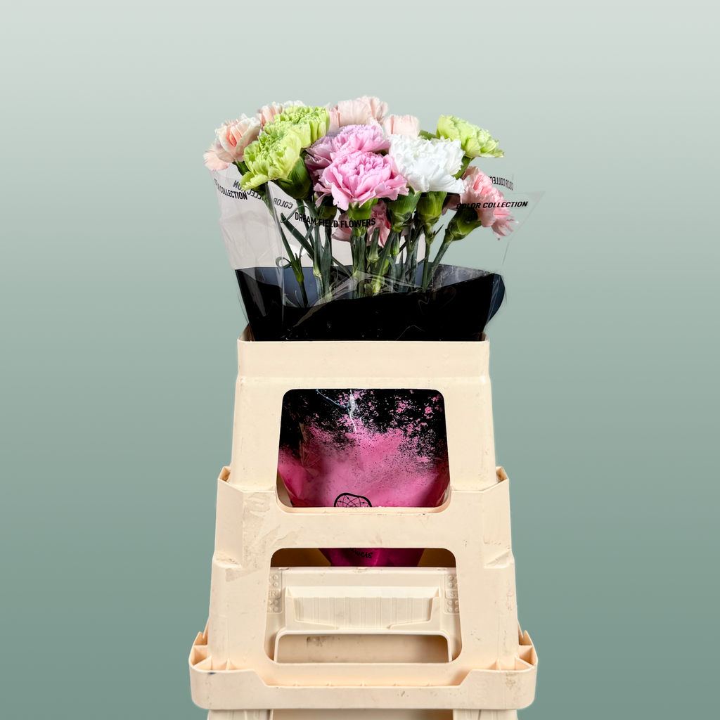 Carnation Standard Mix Pastel