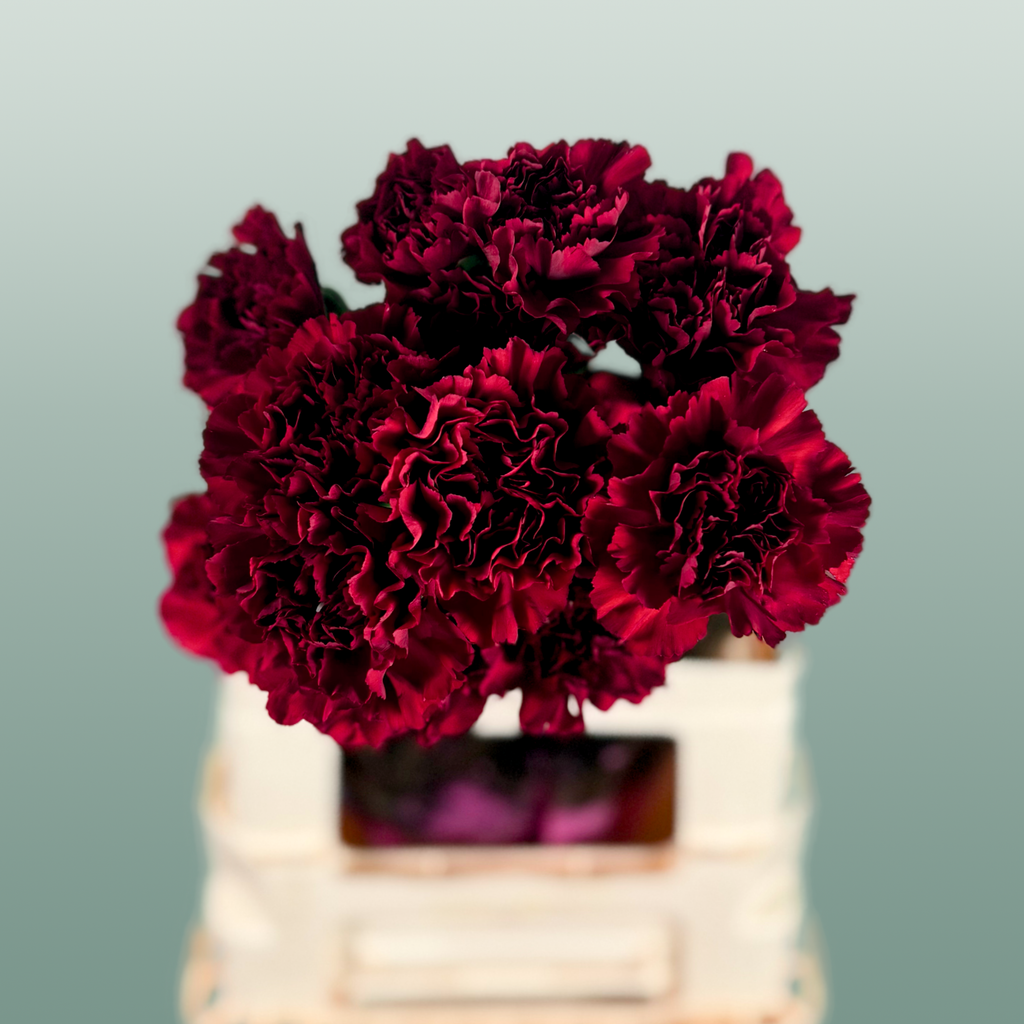 Carnation Standard Zurigo (20 Stems)