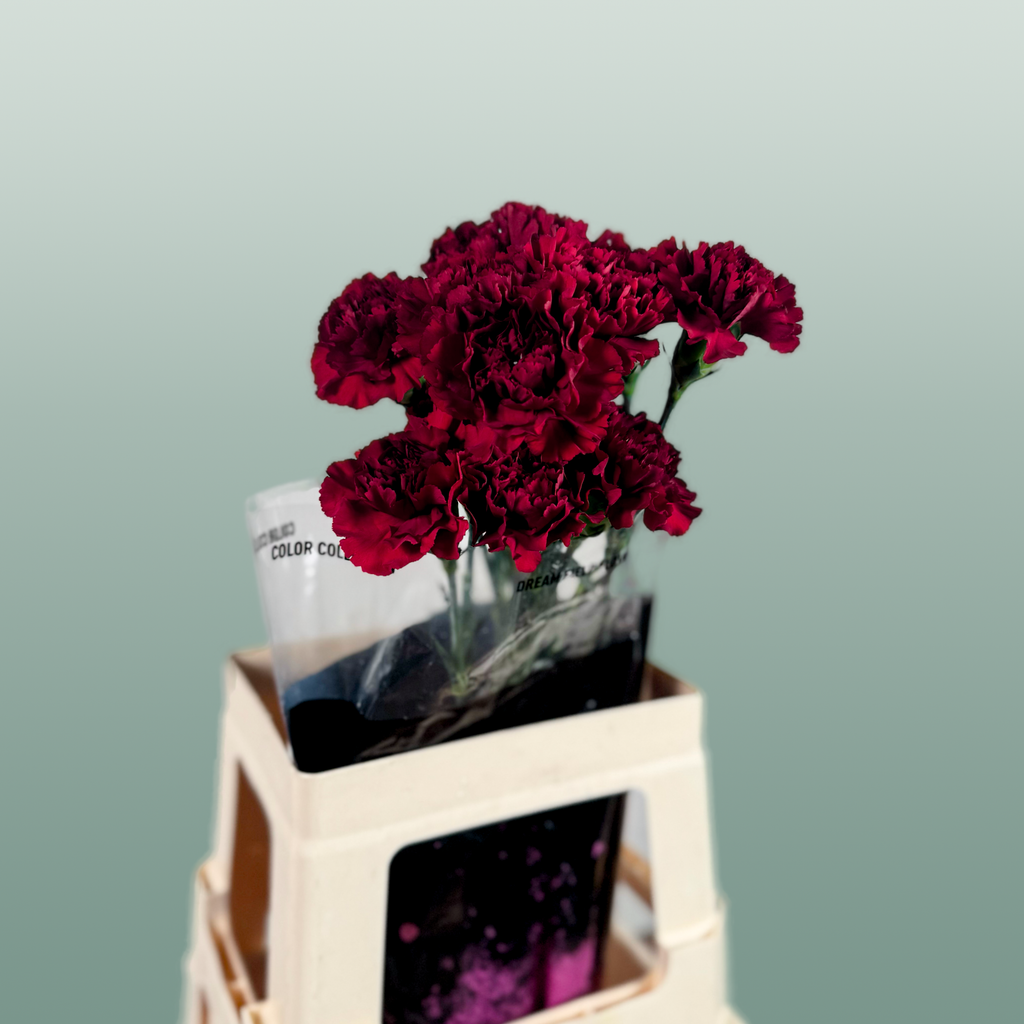 Carnation Standard Zurigo (20 Stems)