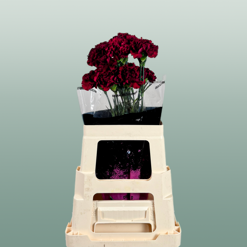 Carnation Standard Zurigo (20 Stems)