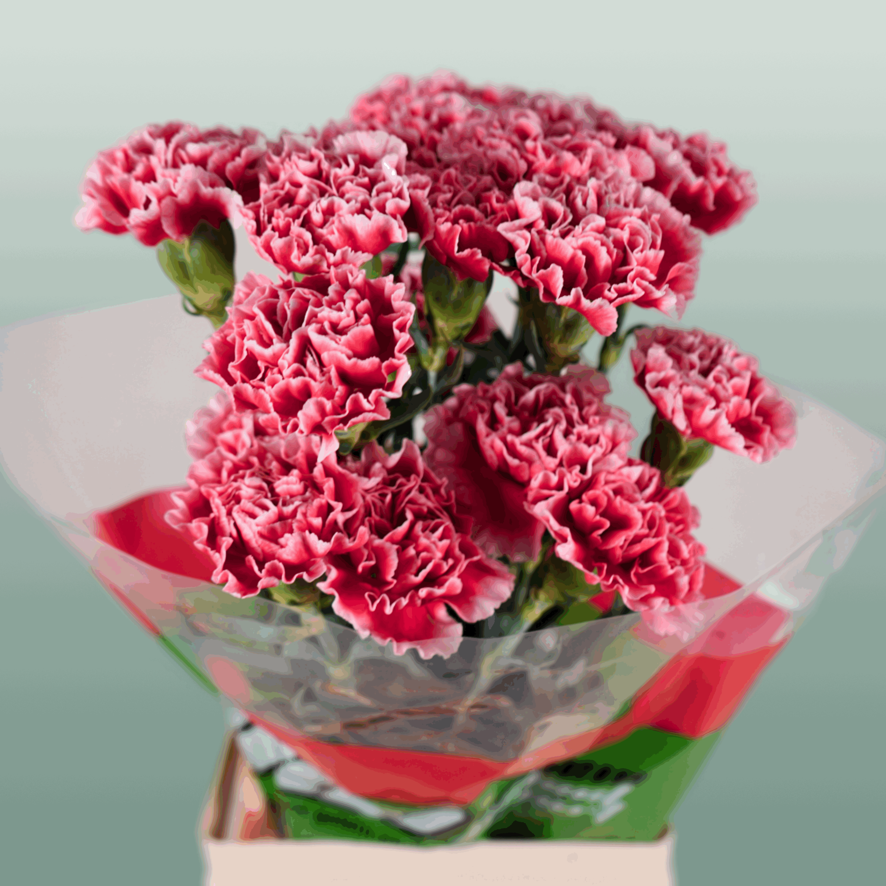 Standard Carnation - Dianthus - Cheerio