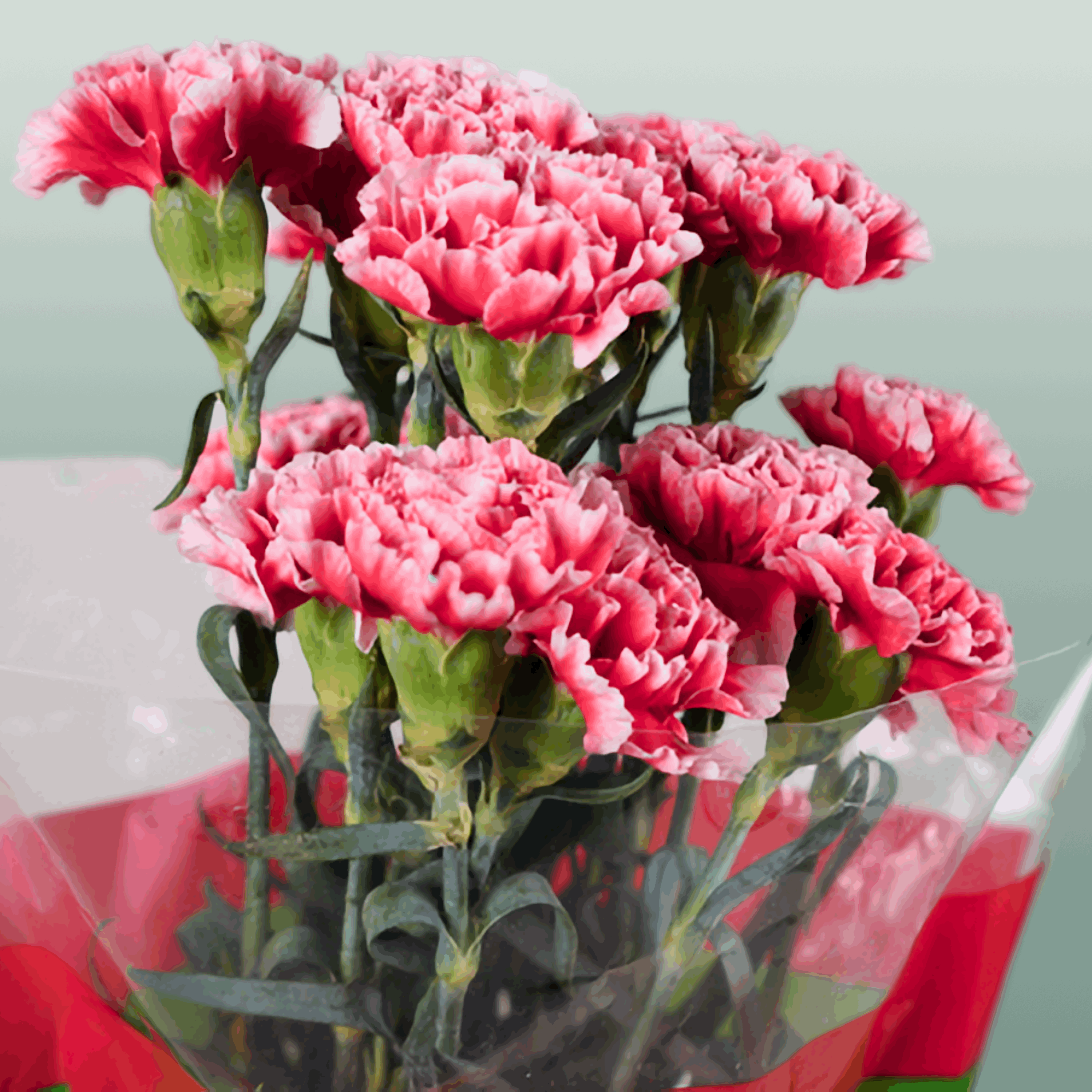 Standard Carnation - Dianthus - Cheerio