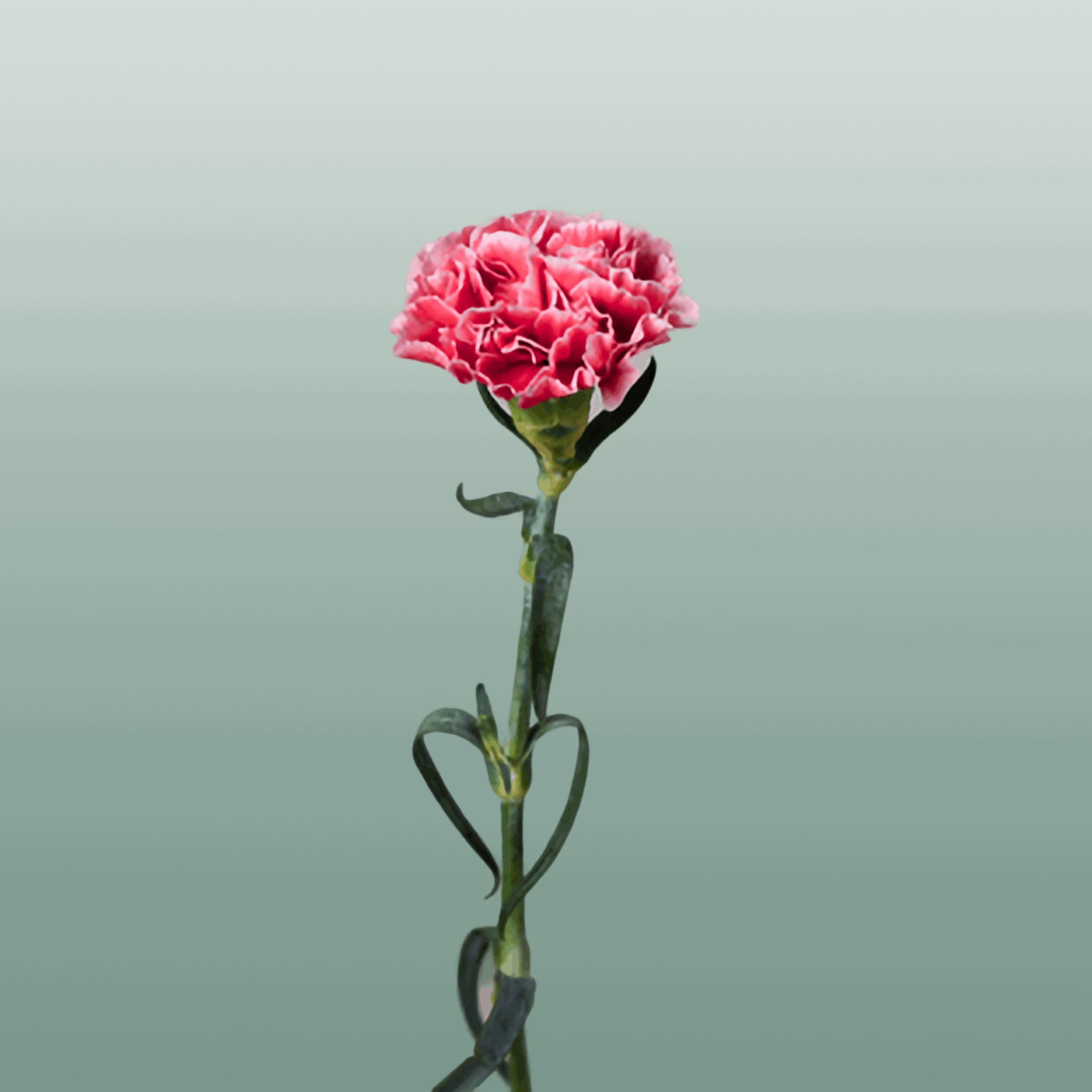 Standard Carnation - Dianthus - Cheerio