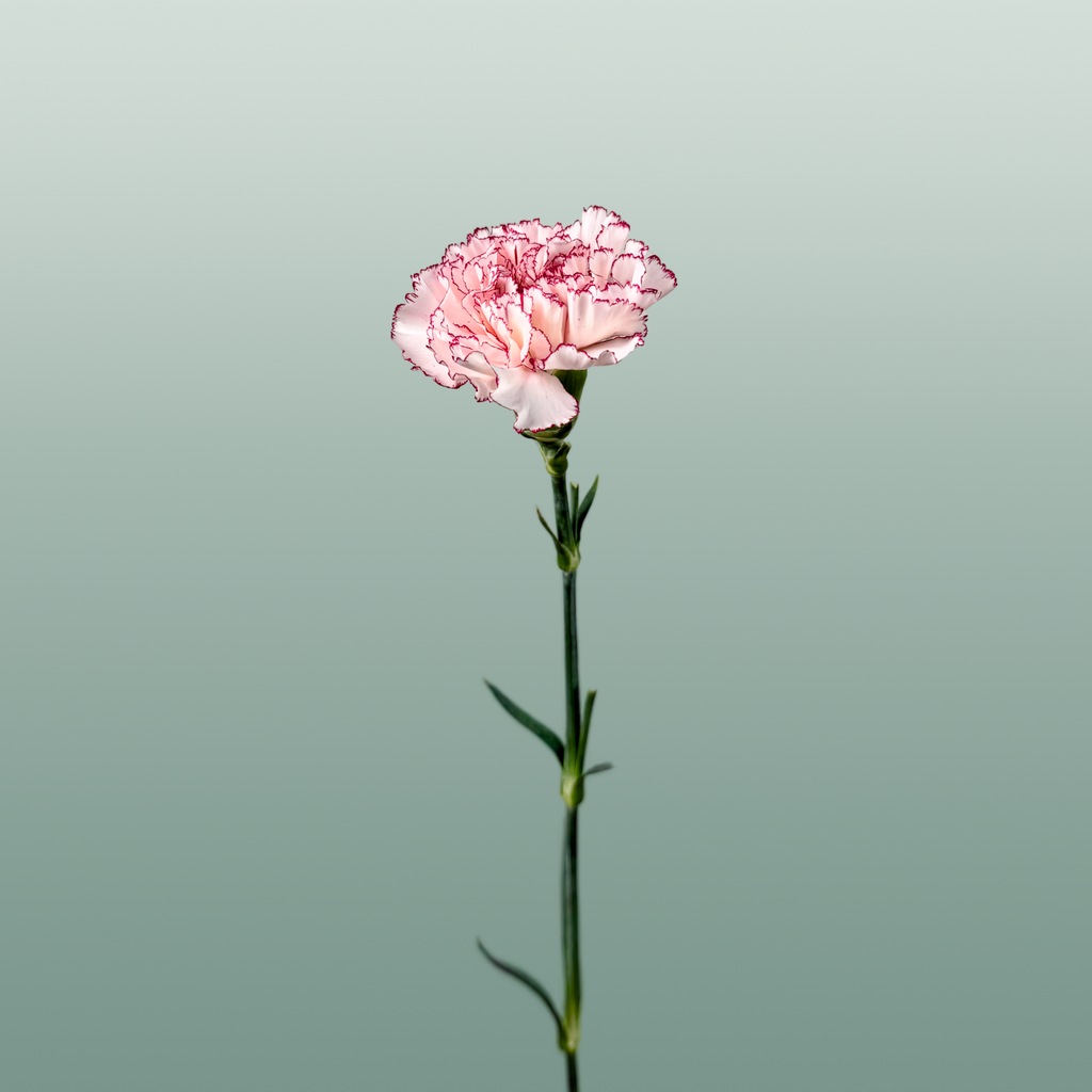 Carnation Standard Mariposa (20 Stems)