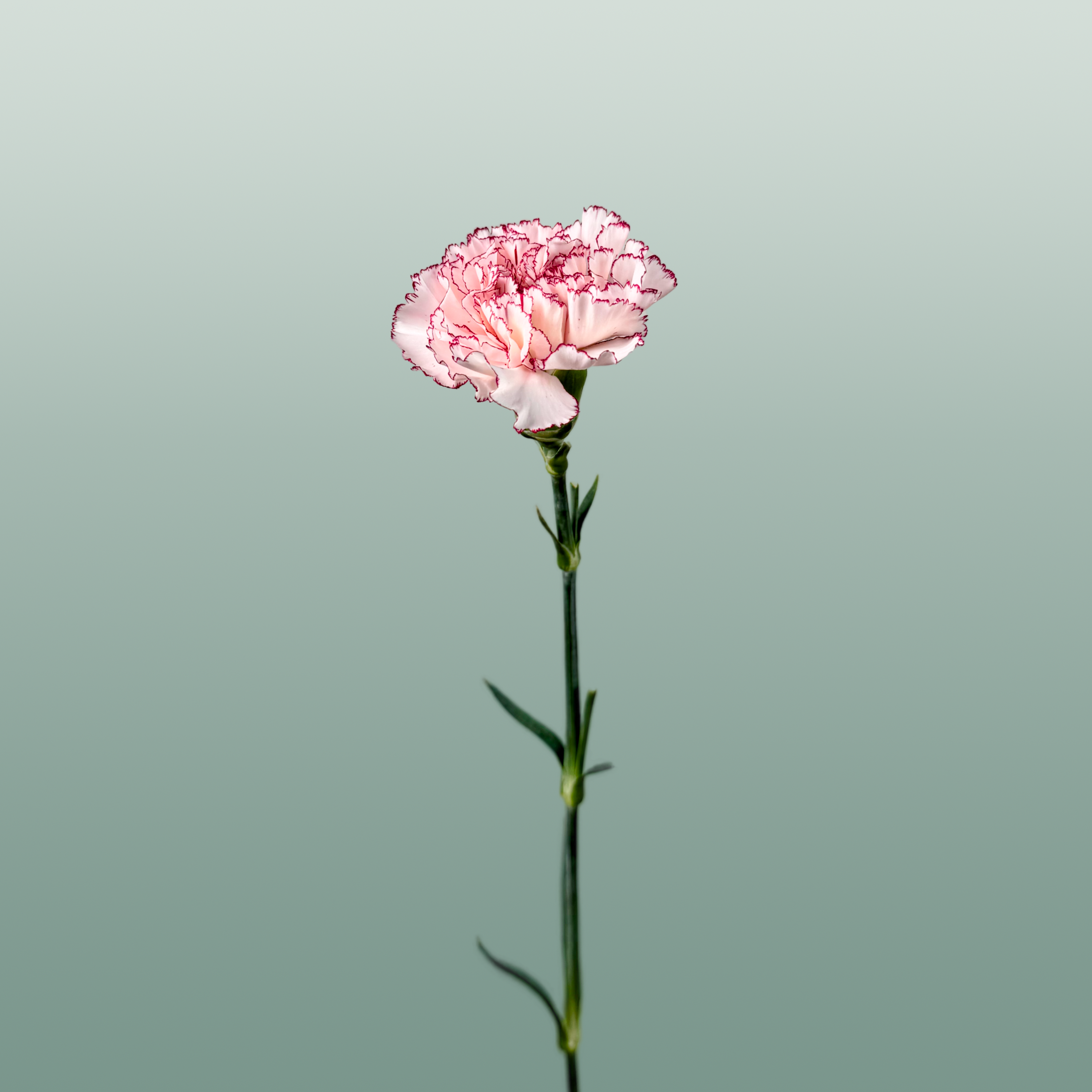 Carnation Standard Mariposa (20 Stems)