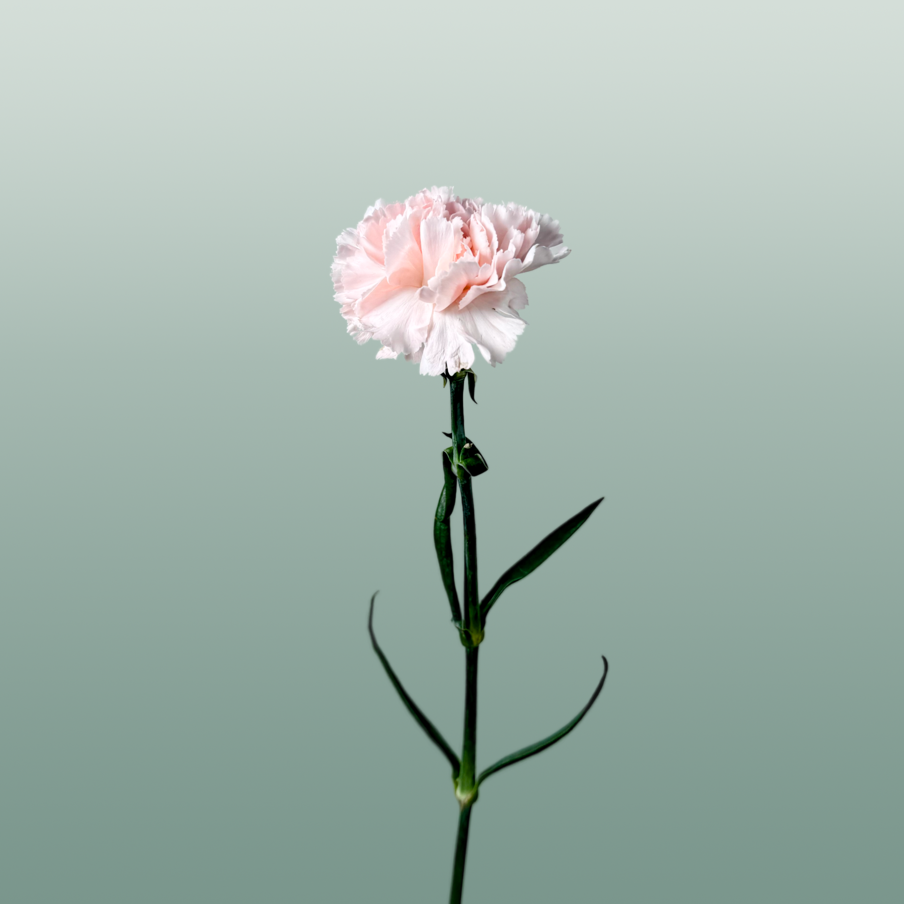 Carnation Standard Mix Wedding