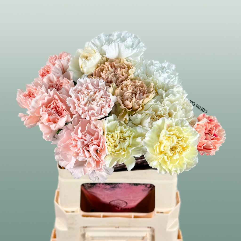 Carnation Standard Mix Wedding