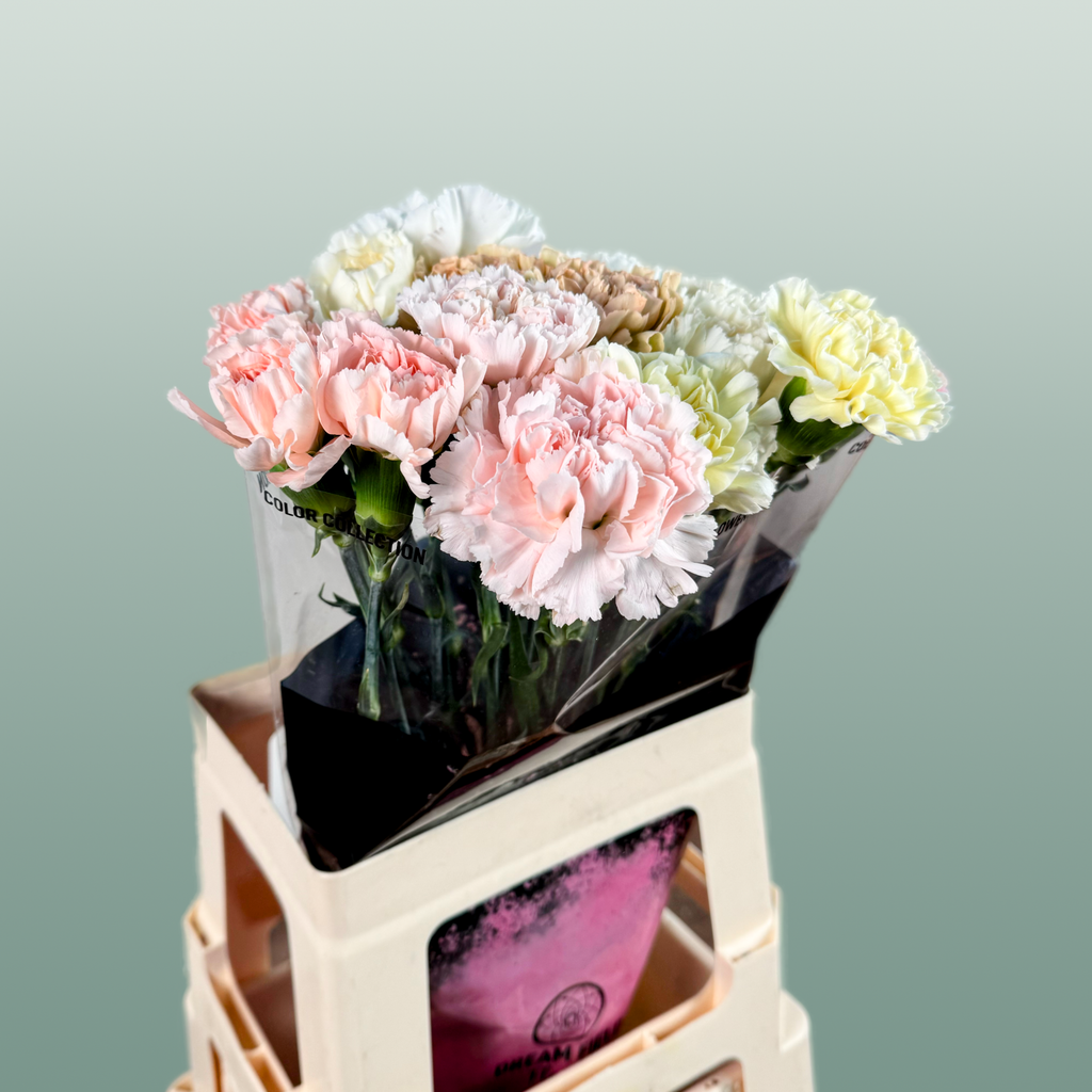 Carnation Standard Mix Wedding