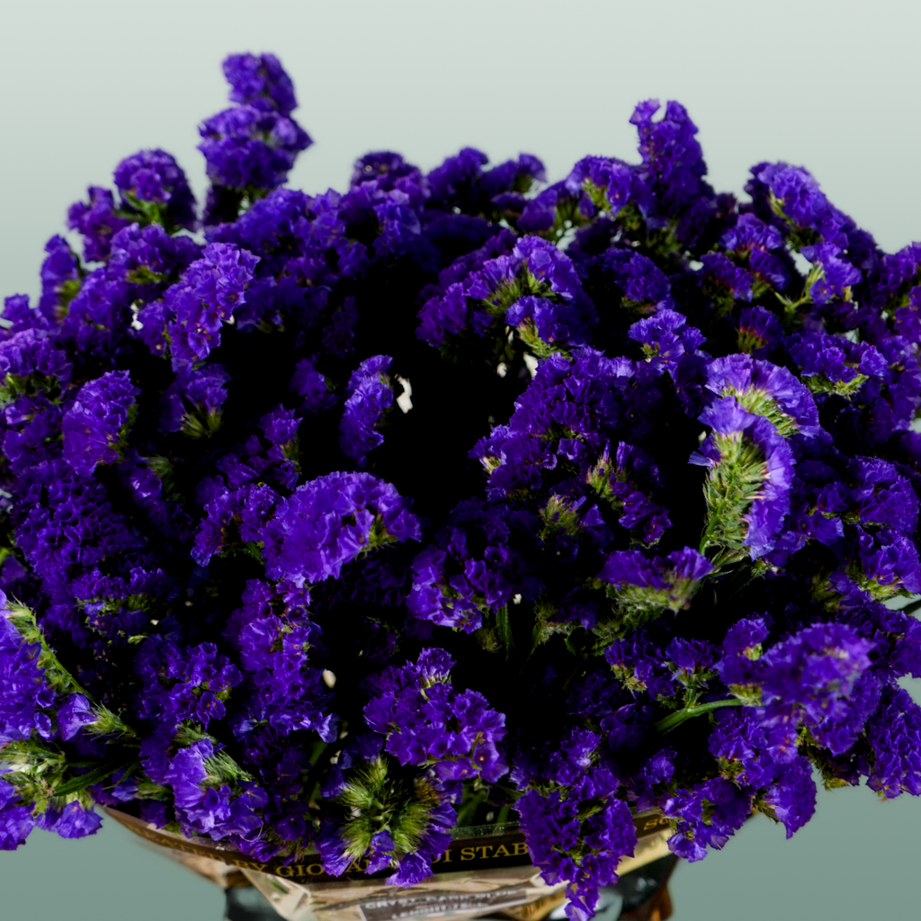 Limonium Statice Crystal Dark Blue (25 Stems)