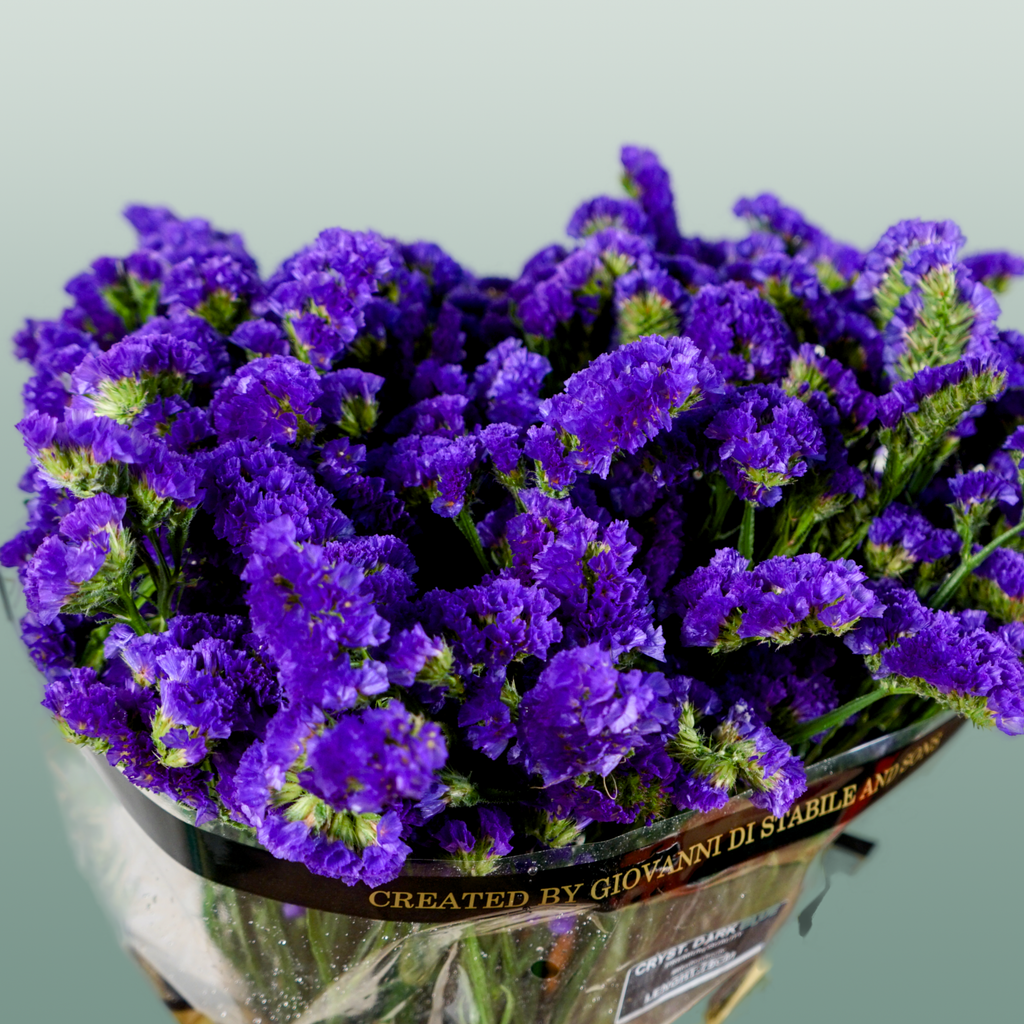 Limonium Statice Crystal Dark Blue (25 Stems)