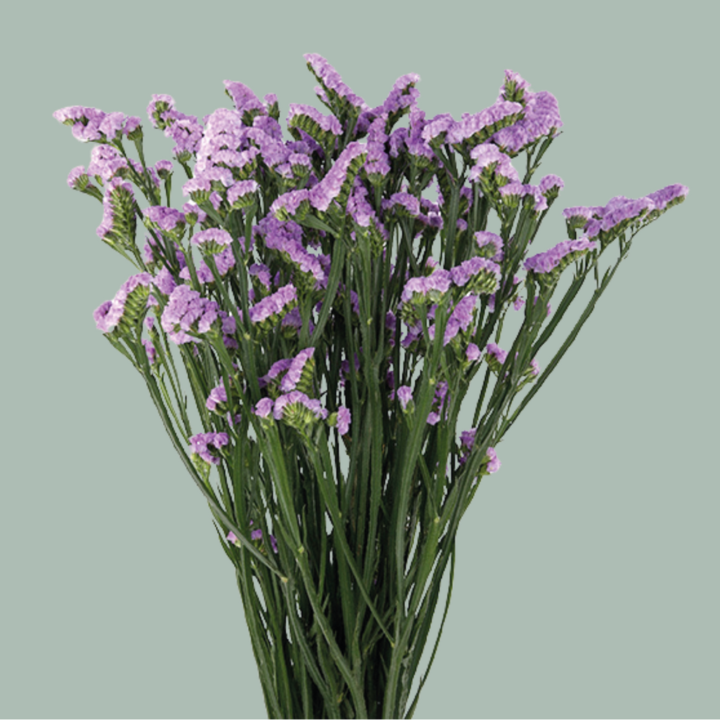 Limonium Statice Donau Birds