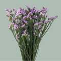 Limonium Statice Donau Birds