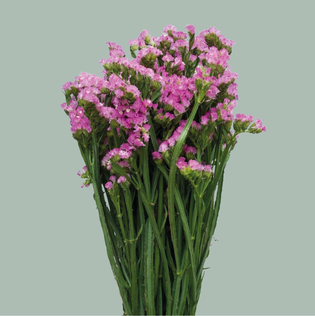 Limonium Statice Fantasia Wings