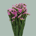 Limonium Statice Fantasia Wings